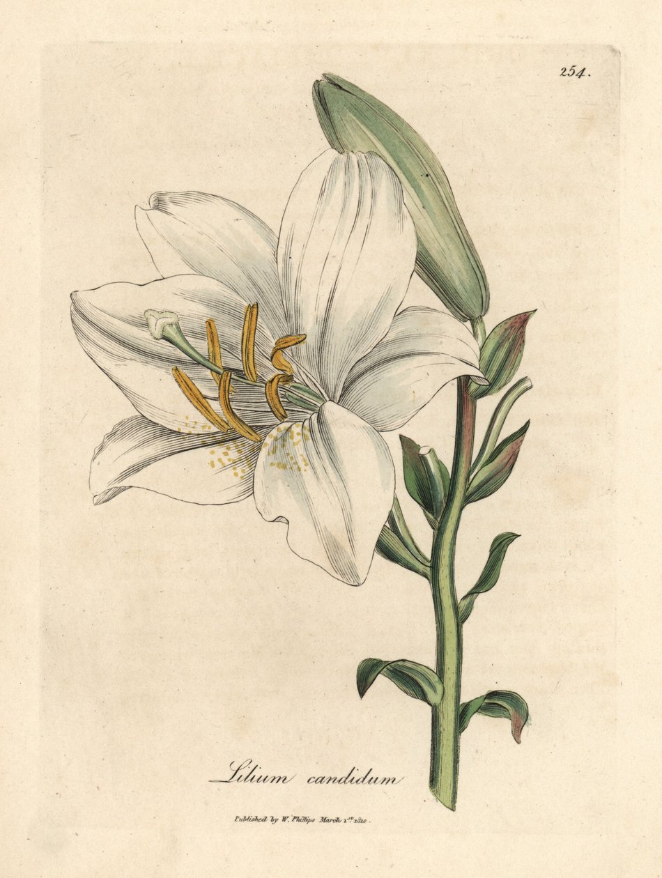 Közönséges fehér liliom alkotó: James Sowerby