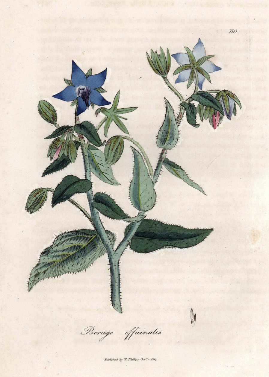 Kompendiális borágó. Kézzel színezett rézmetszet James Sowerby (1757-1822) rajzából, Botanique Medicinale alkotó: James Sowerby