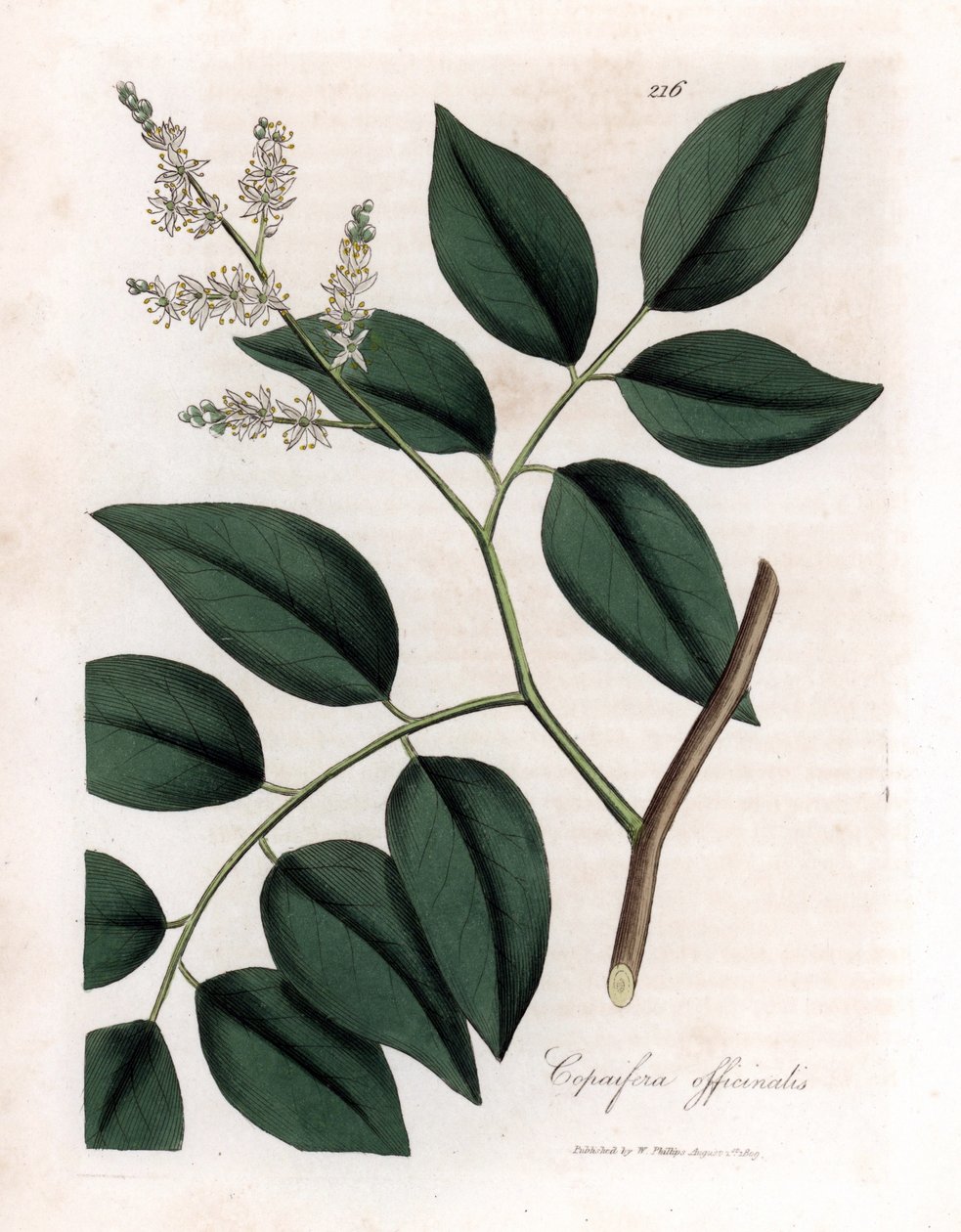 Copaier - Copaiva balzsam, Copaifera officinalis. Kézzel színezett rézmetszet James Sowerby botanikai illusztrációjából (William Woodville) és Sir William Jackson Hooker "" Medical Botany" című művéből, John Bohn, London alkotó: James Sowerby