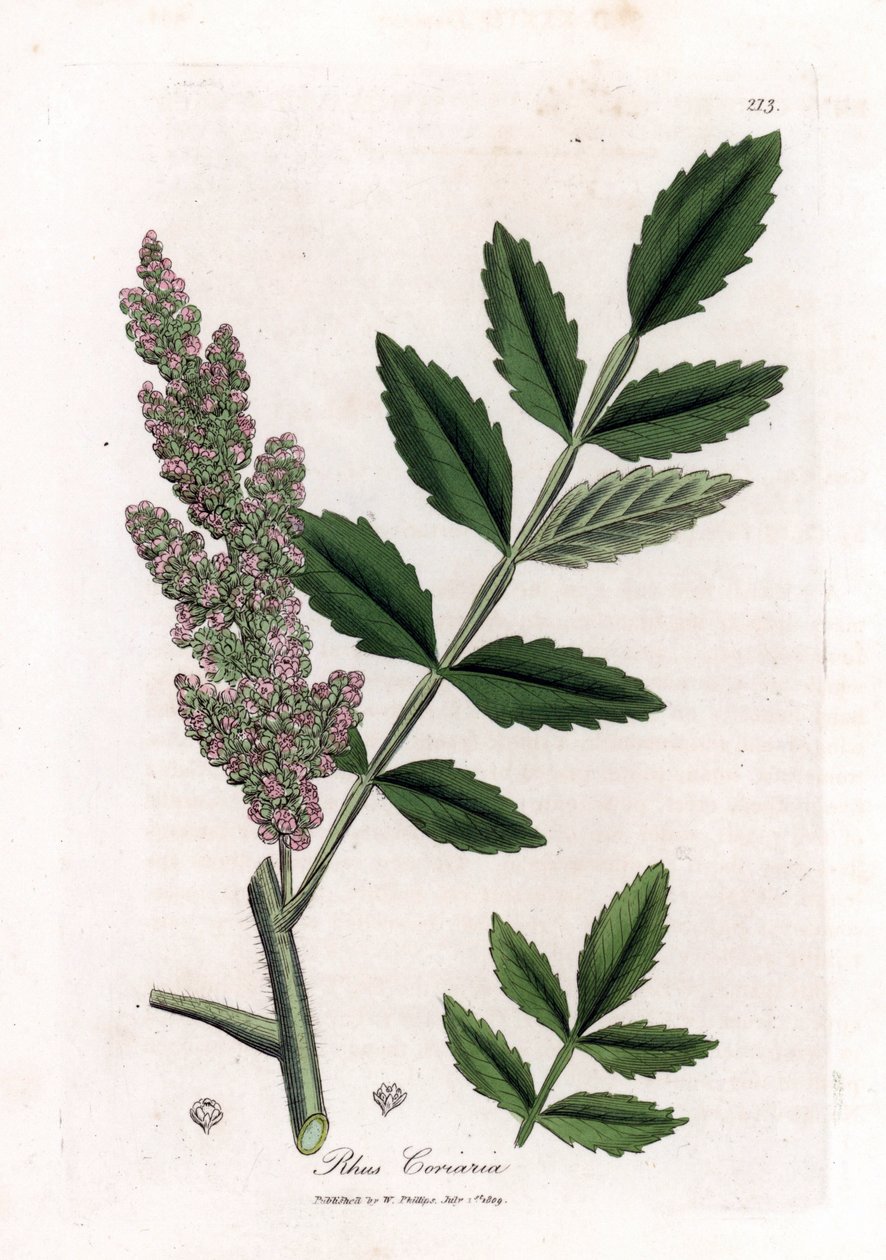 Corroyere vagy szömörce corroyeurs vagy utazók - bodza levelű szömörce, Rhus coriaria. Kézzel színezett rézmetszet James Sowerby botanikai illusztrációjáról William Woodville-ből és Sir William Jackson Hooker "" Medical Botany" című művéből, John Bohn, Lon alkotó: James Sowerby