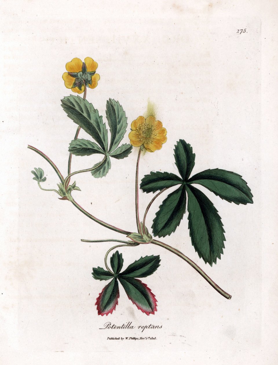 Kúszó cinquefoil vagy quintefeuille - Közönséges cinquefoil, Potentilla reptans. Kézzel színezett rézmetszet James Sowerby botanikai illusztrációjából (William Woodville) és Sir William Jackson Hooker "" Medical Botany" című művéből, John Bohn, London alkotó: James Sowerby