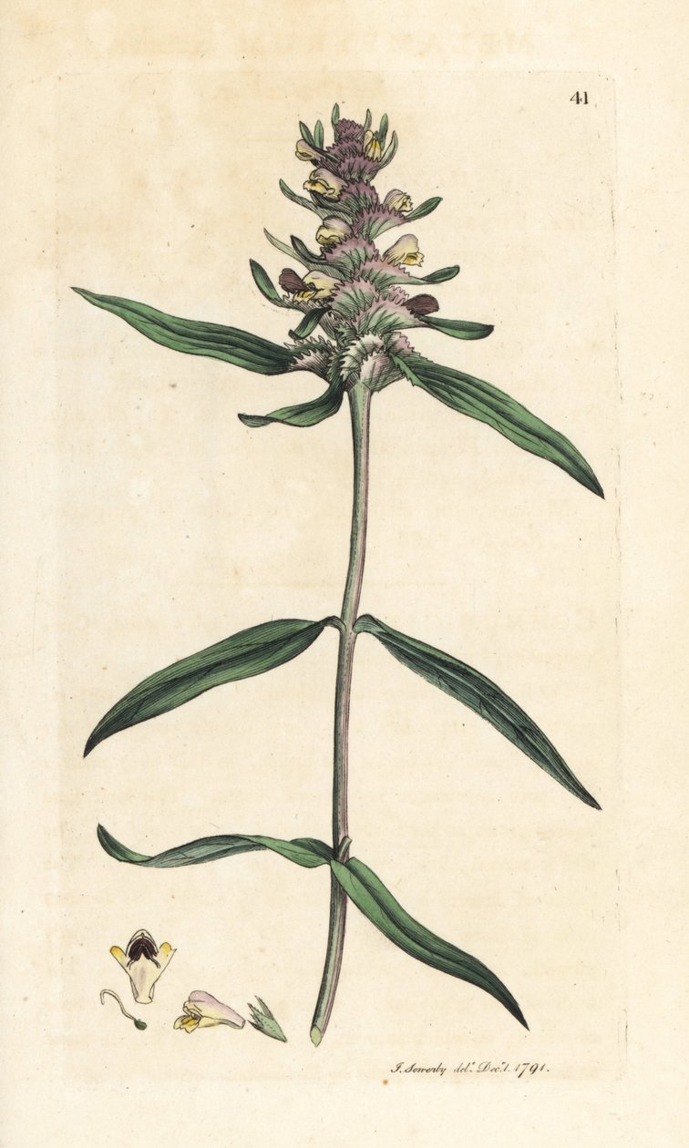 Tarajos tehénbúza, Melampyrum cristatum (Melampyre) Kézi színű rézmetszet James Sowerby illusztrációja nyomán James Smith angol botanikájából, London alkotó: James Sowerby