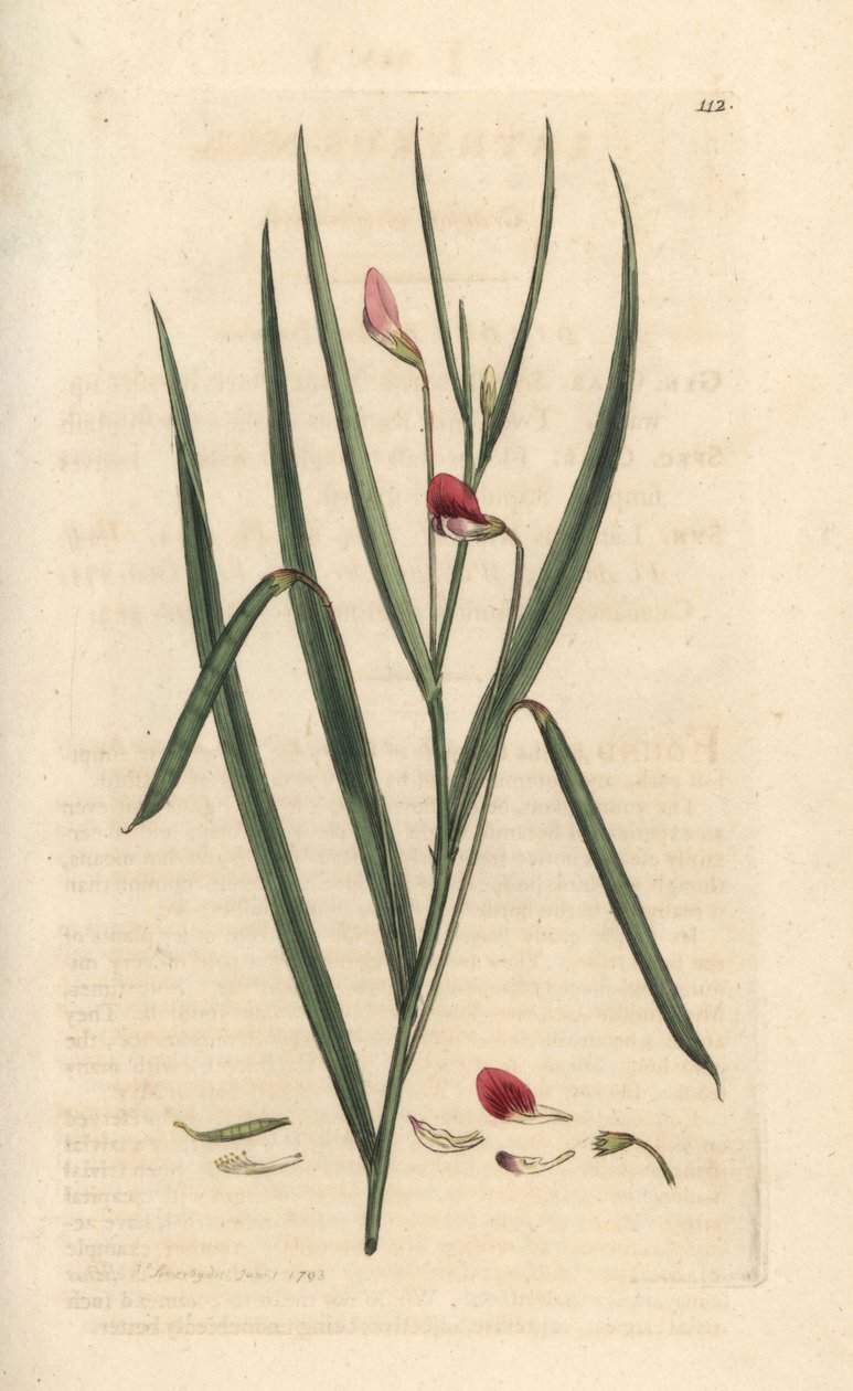 Bíbor fű, Lathyrus nissolia. Kézzel színezett rézmetszet James Sowerby illusztrációja nyomán James Smith angol botanikájából, London alkotó: James Sowerby