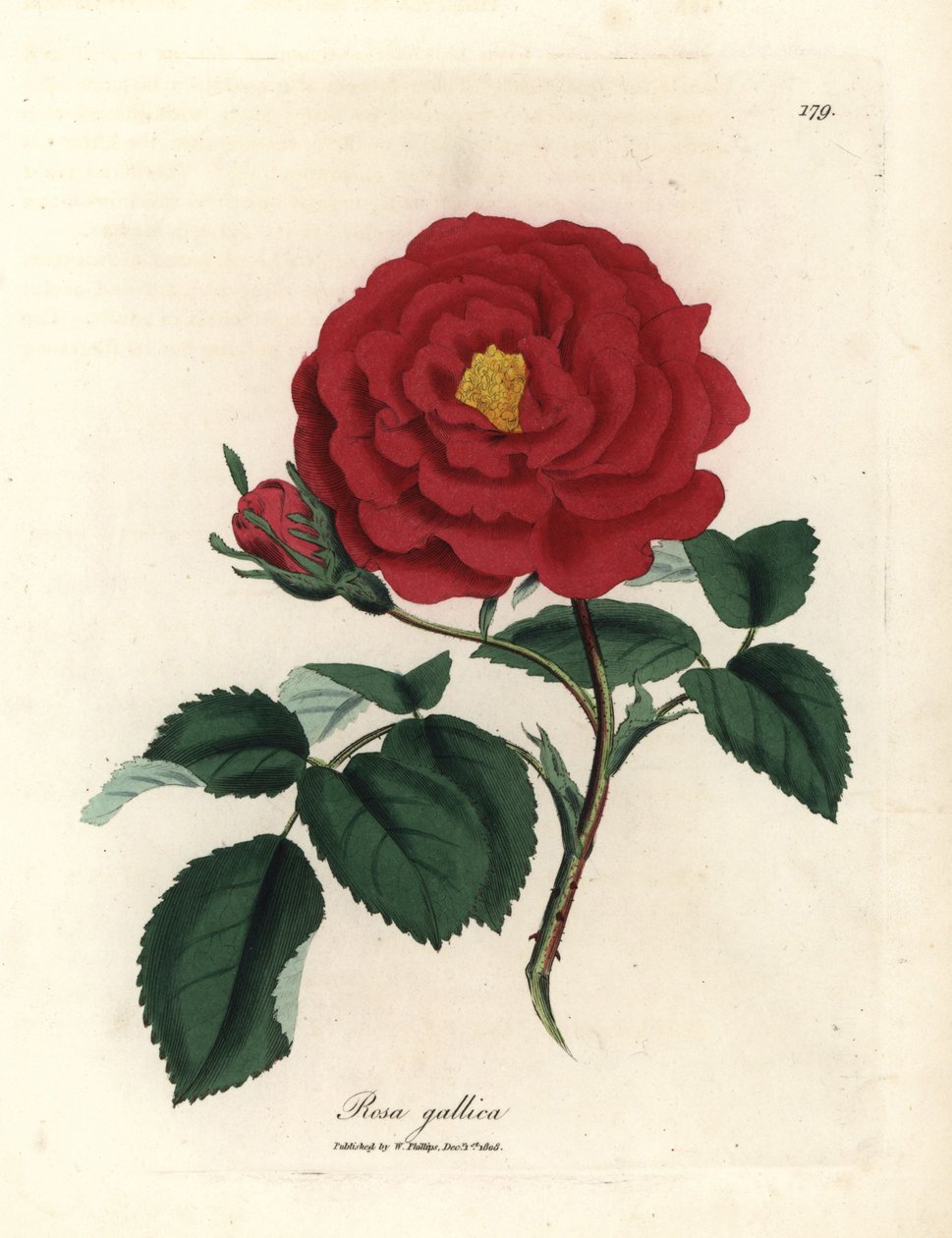 Bíbor rózsa, Rosa gallica alkotó: James Sowerby