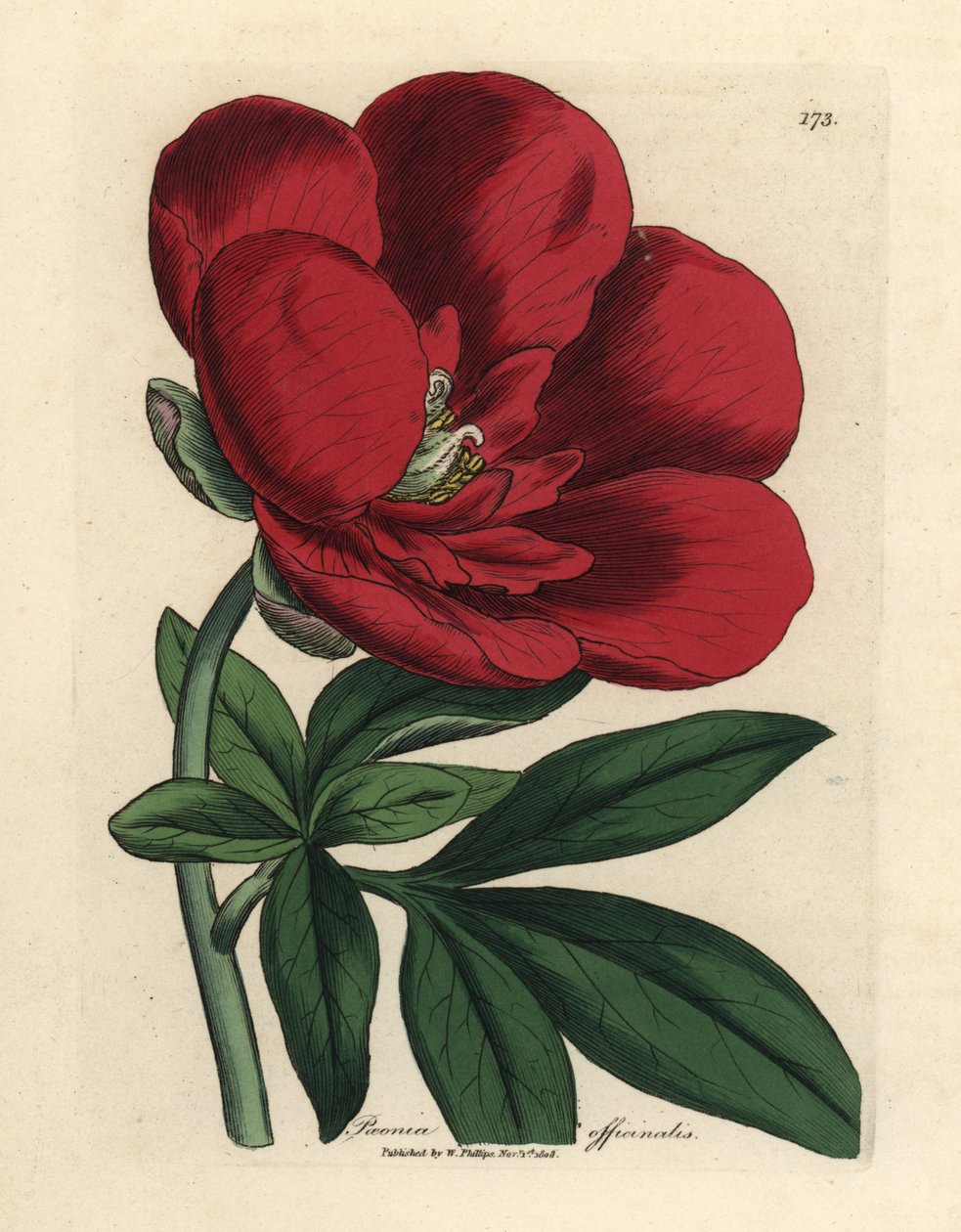 Bíbor bazsarózsa, Paeonia officinalis alkotó: James Sowerby