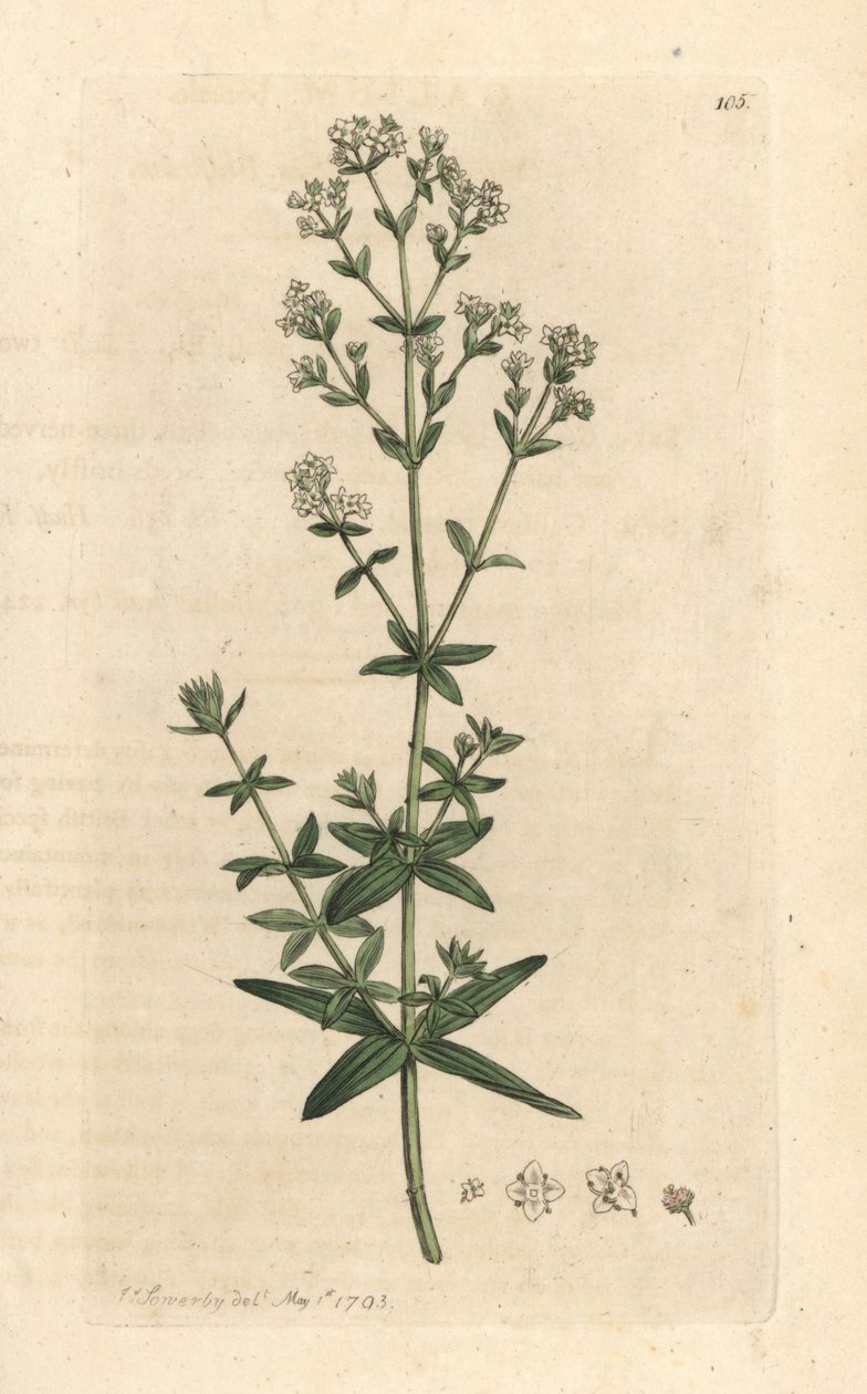Keresztlevelű női ágyszalma, Galium boreale (gaillet boreal) Kézi színű rézmetszet James Sowerby illusztrációja után, James Smith angol botanikájából, London alkotó: James Sowerby