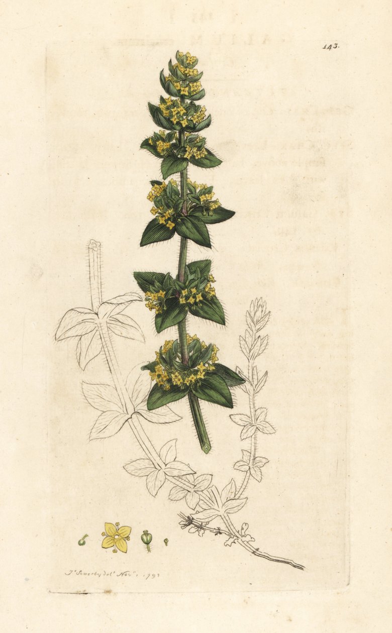 Keresztfű vagy sima ágyiszalma, Cruciata laevipes (Galium cruciatum). Kézzel színezett rézmetszet James Sowerby illusztrációja nyomán James Smith angol botanikájából, London alkotó: James Sowerby