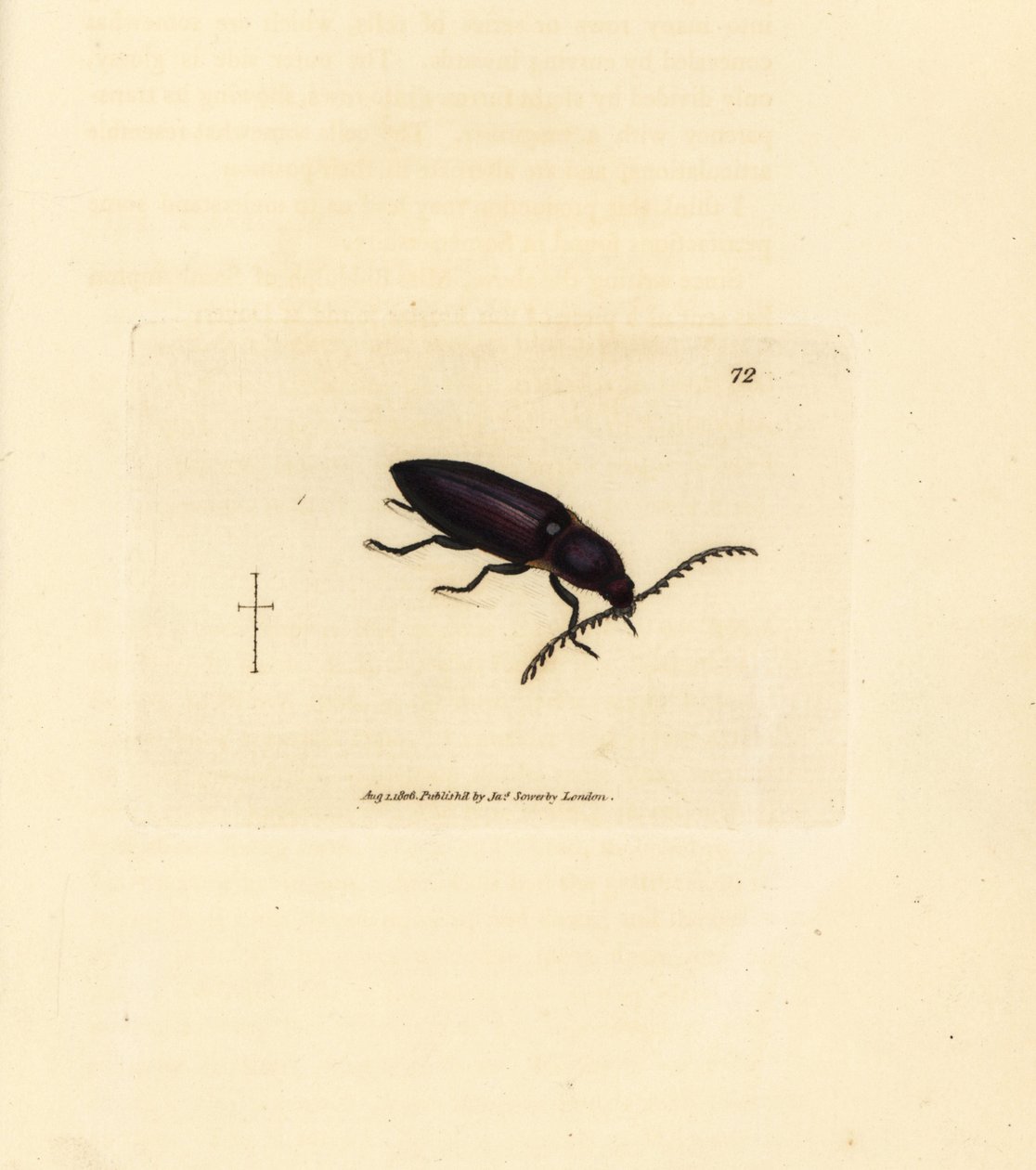 Ctenicera cuprea bogár (Elater chalybeus). James Sowerby kézi színű rézmetszete a The British Miscellany-ból, vagy új, ritka vagy kevéssé ismert állattémák színes figurái. alkotó: James Sowerby