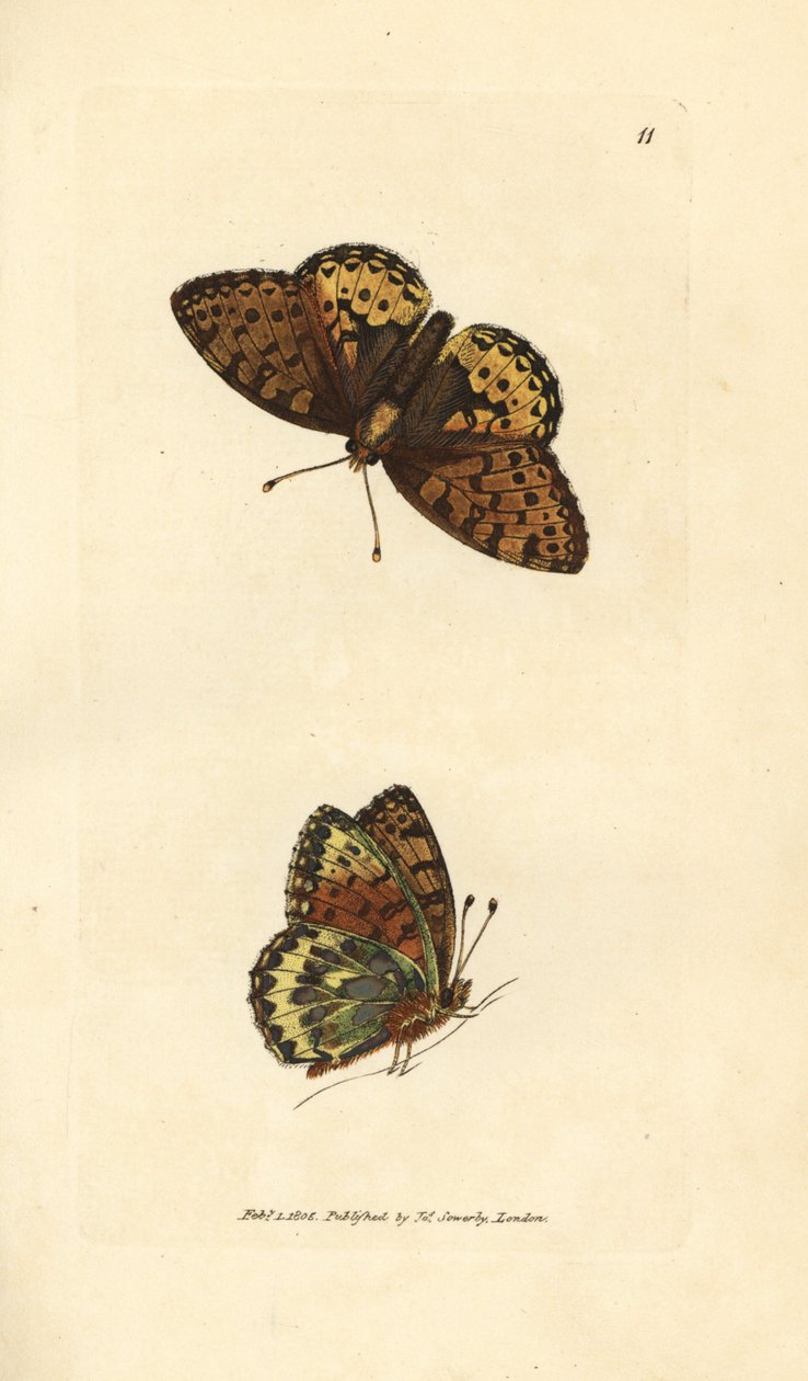 Sötétzöld fritillary, Argynnis aglaia (Charlotte pillangó, Papilio charlotta). James Sowerby kézi színű rézmetszete a The British Miscellany-ból, vagy új, ritka vagy kevéssé ismert állattémák színes figurái. alkotó: James Sowerby