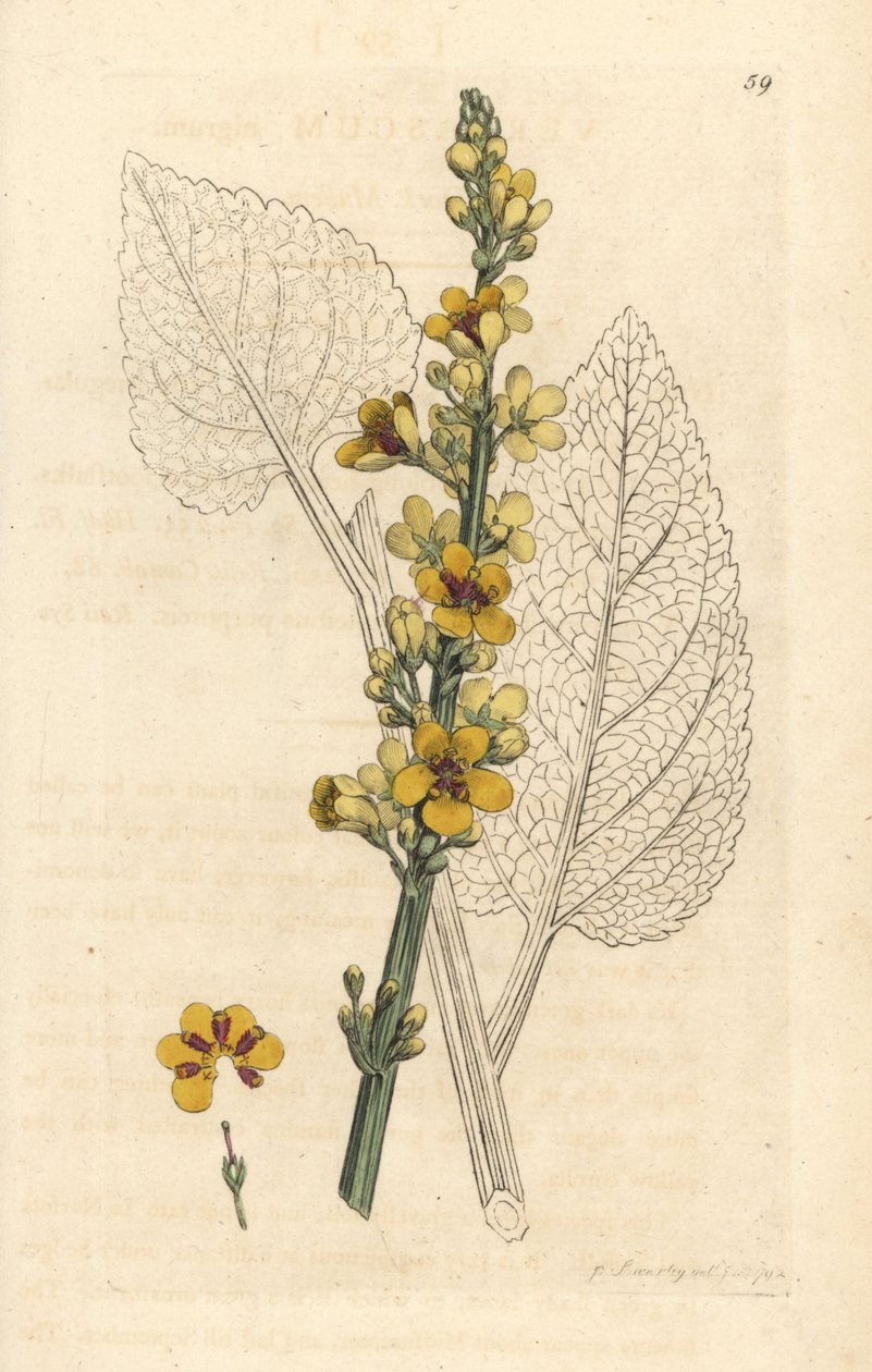 Sötét ökörfarkkóró, Verbasum nigrum (fekete mole) Kézi színű rézmetszet James Sowerby illusztrációja alapján, James Smith English Botany, London című művéből alkotó: James Sowerby