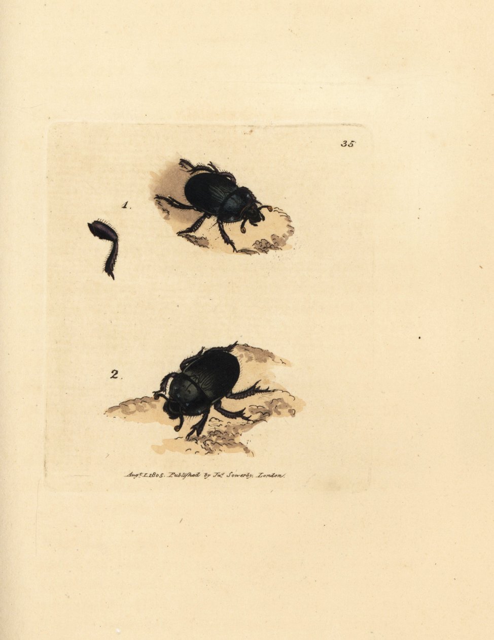 Dor bogár vagy földfúró trágyabogár, Geotrupes puncticollis (Scarabaeus spiniger). James Sowerby kézi színű rézmetszete a The British Miscellany-ból, vagy új, ritka vagy kevéssé ismert állattémák színes figurái. alkotó: James Sowerby