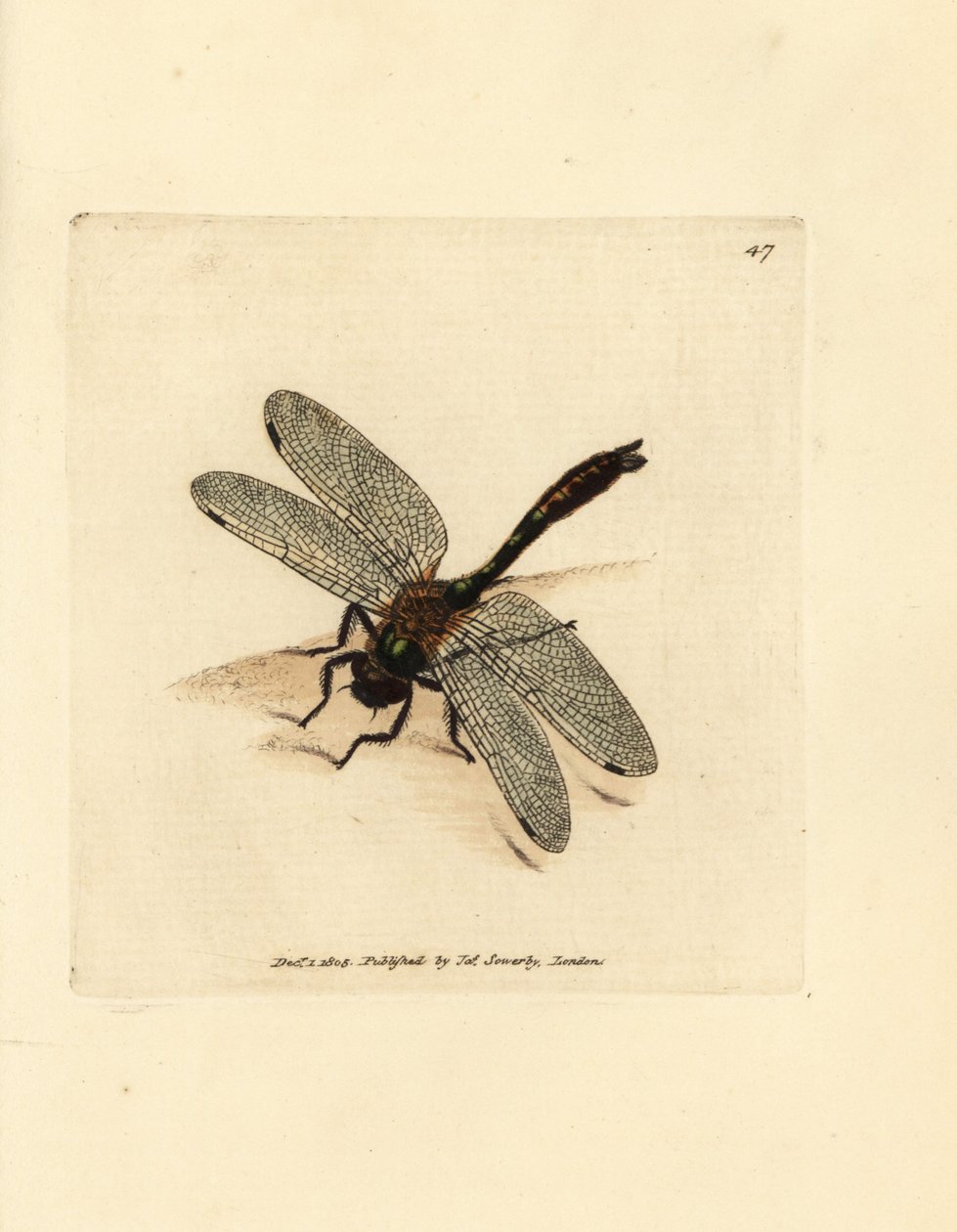 Molyhos smaragd szitakötő, Cordulia aenea (Fémes szitakötő, Libellula aenea). James Sowerby kézi színű rézmetszete a The British Miscellany-ból, vagy új, ritka vagy kevéssé ismert állattémák színes figurái. alkotó: James Sowerby