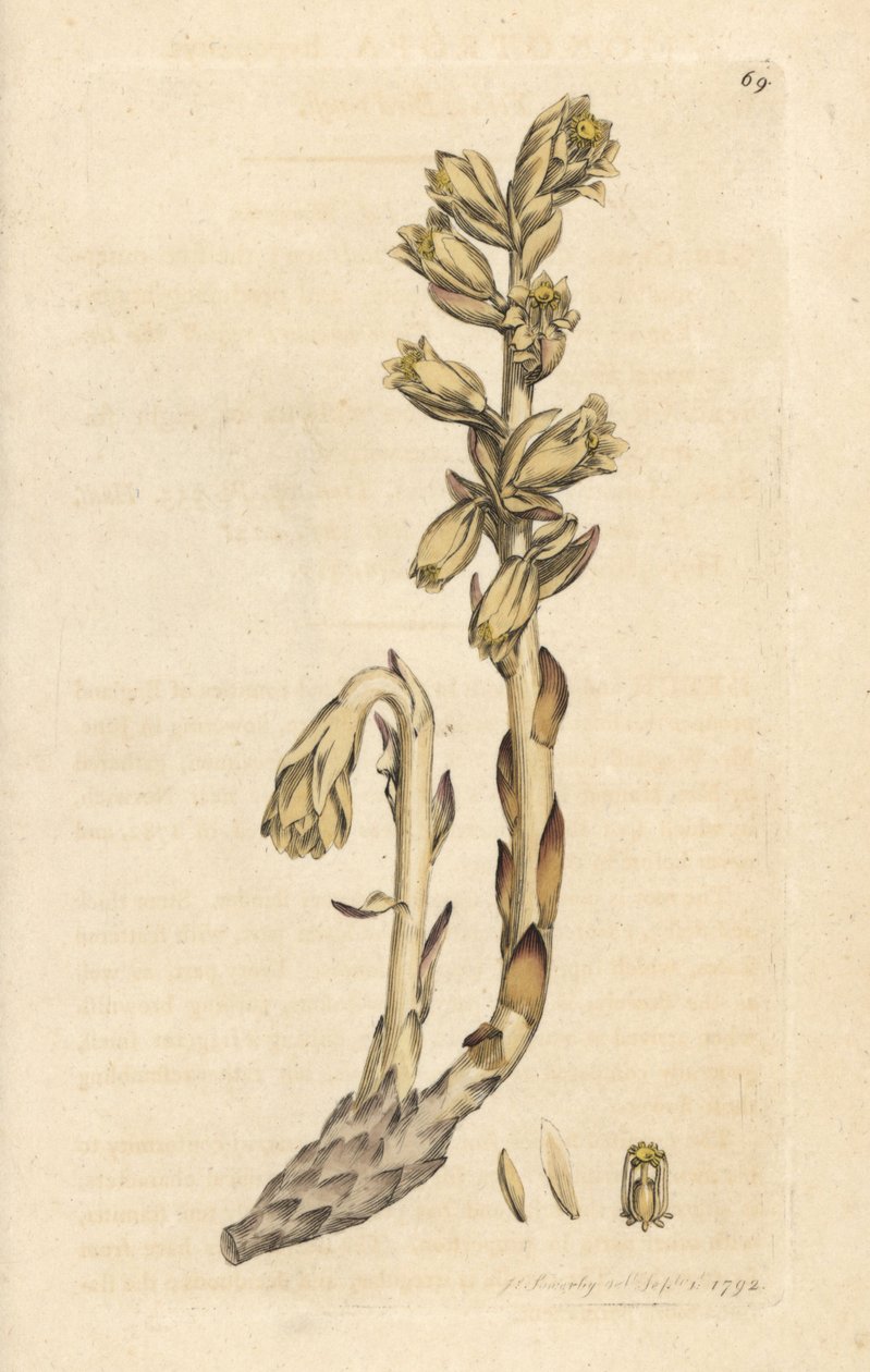 Holland pipa, Monotropa hypopitys (Sárga madárfészek, Monotropa hypopithys) (Aristoloche) Kézi színű rézmetszet James Sowerby illusztrációja után James Smith angol botanikájából, London alkotó: James Sowerby