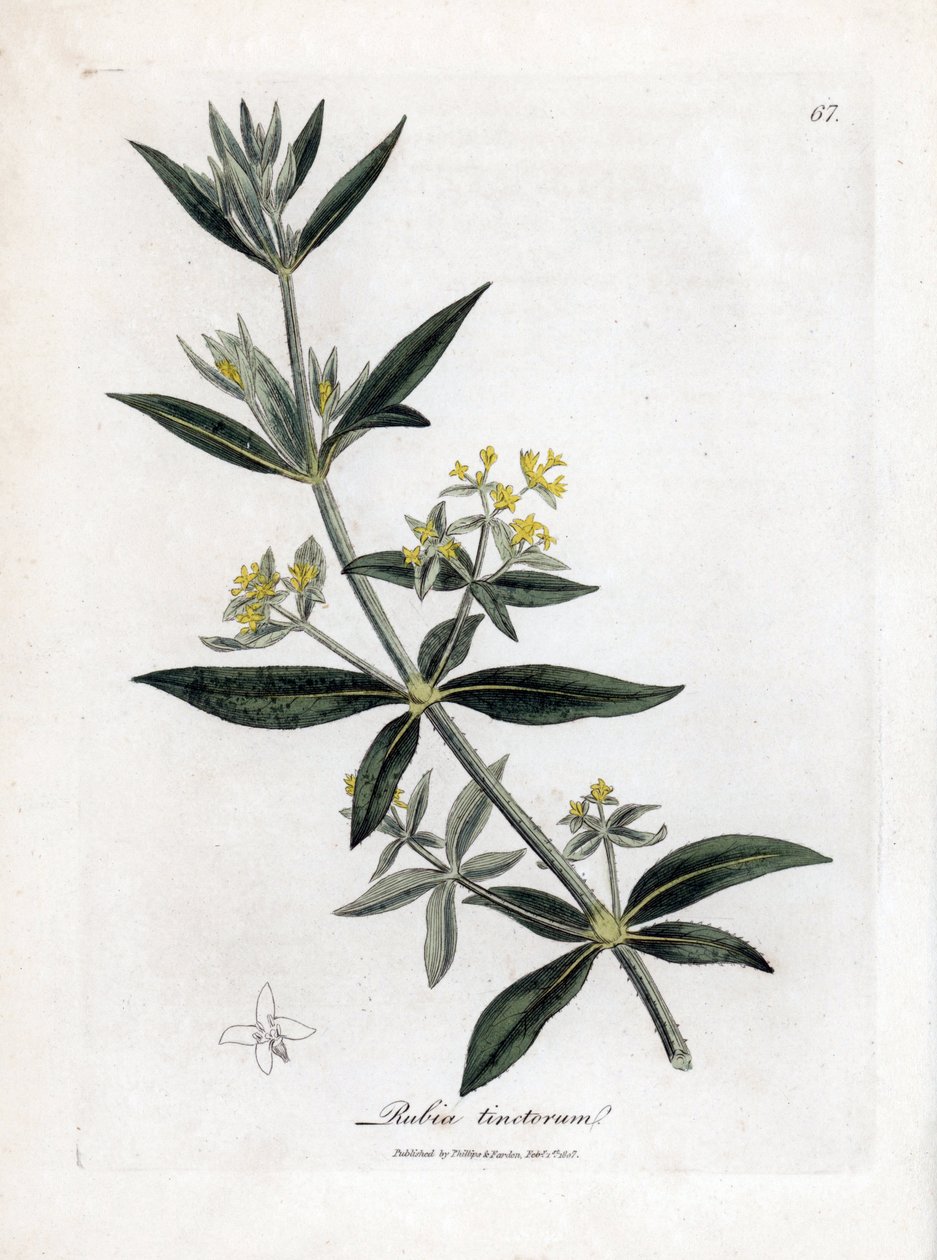 Dyer őrült, Rubia tinctorum. Kézzel színezett rézmetszet James Sowerby botanikai illusztrációjáról William Woodville-ből és Sir William Jackson Hooker "" Medical Botany" című művéből, John Bohn, London alkotó: James Sowerby