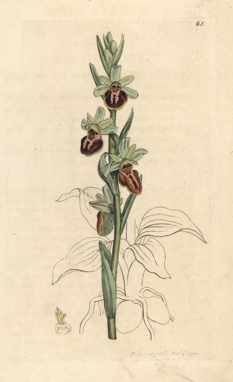 Korai pók orchidea, Ophrys sphegodes (Spider orchis, Ophrys aranifera). Kézzel színezett rézmetszet James Sowerby illusztrációja nyomán James Smith angol botanikájából, London alkotó: James Sowerby