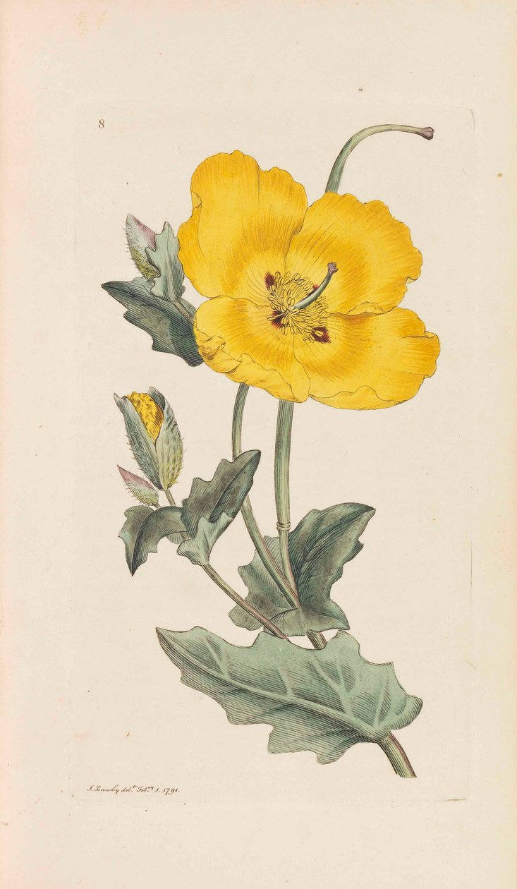 Angol Botanika, 1790-1800. alkotó: James Sowerby