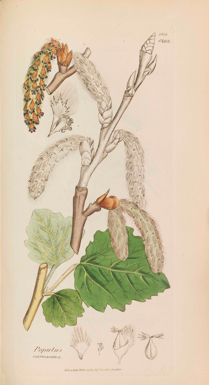 Angol Botanika, 1790-1800. alkotó: James Sowerby