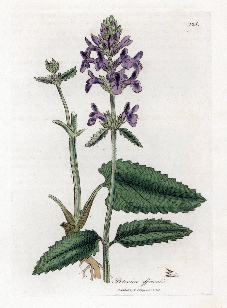 Epiary officinale vagy betoine - Fa betónia, Stachys officinalis. Kézzel színezett rézmetszet James Sowerby botanikai illusztrációjából (William Woodville) és Sir William Jackson Hooker "" Medical Botany" című művéből, John Bohn, London alkotó: James Sowerby