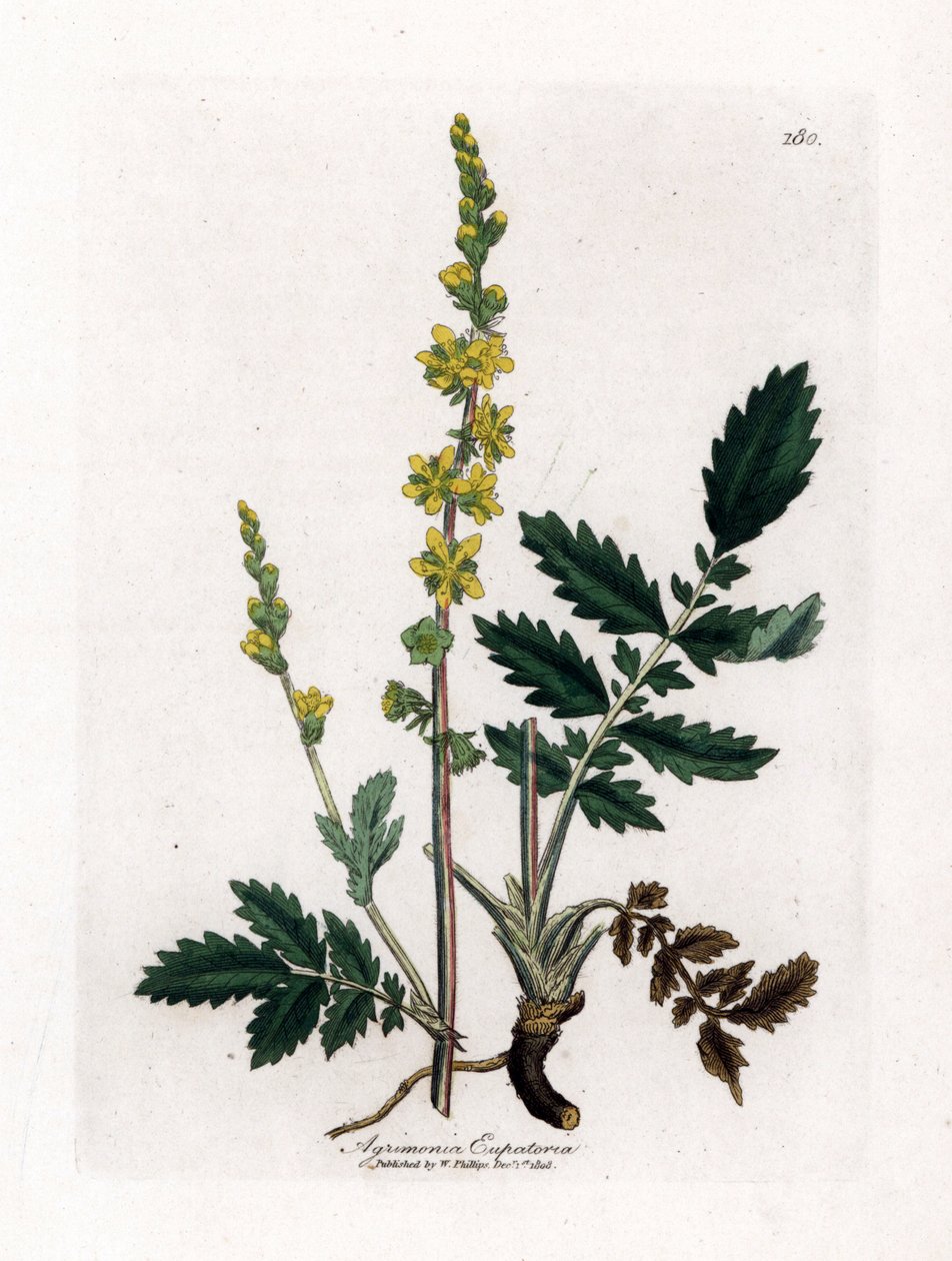 Eupatory savanyú - Agrimony, Agrimonia eupatoria. Kézzel színezett rézmetszet James Sowerby botanikai illusztrációjából (William Woodville) és Sir William Jackson Hooker "" Medical Botany" című művéből, John Bohn, London alkotó: James Sowerby