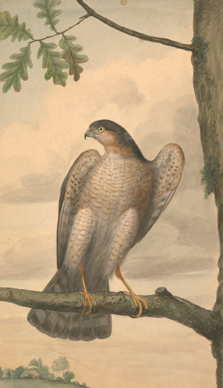 Eurázsiai veréb alkotó: James Sowerby
