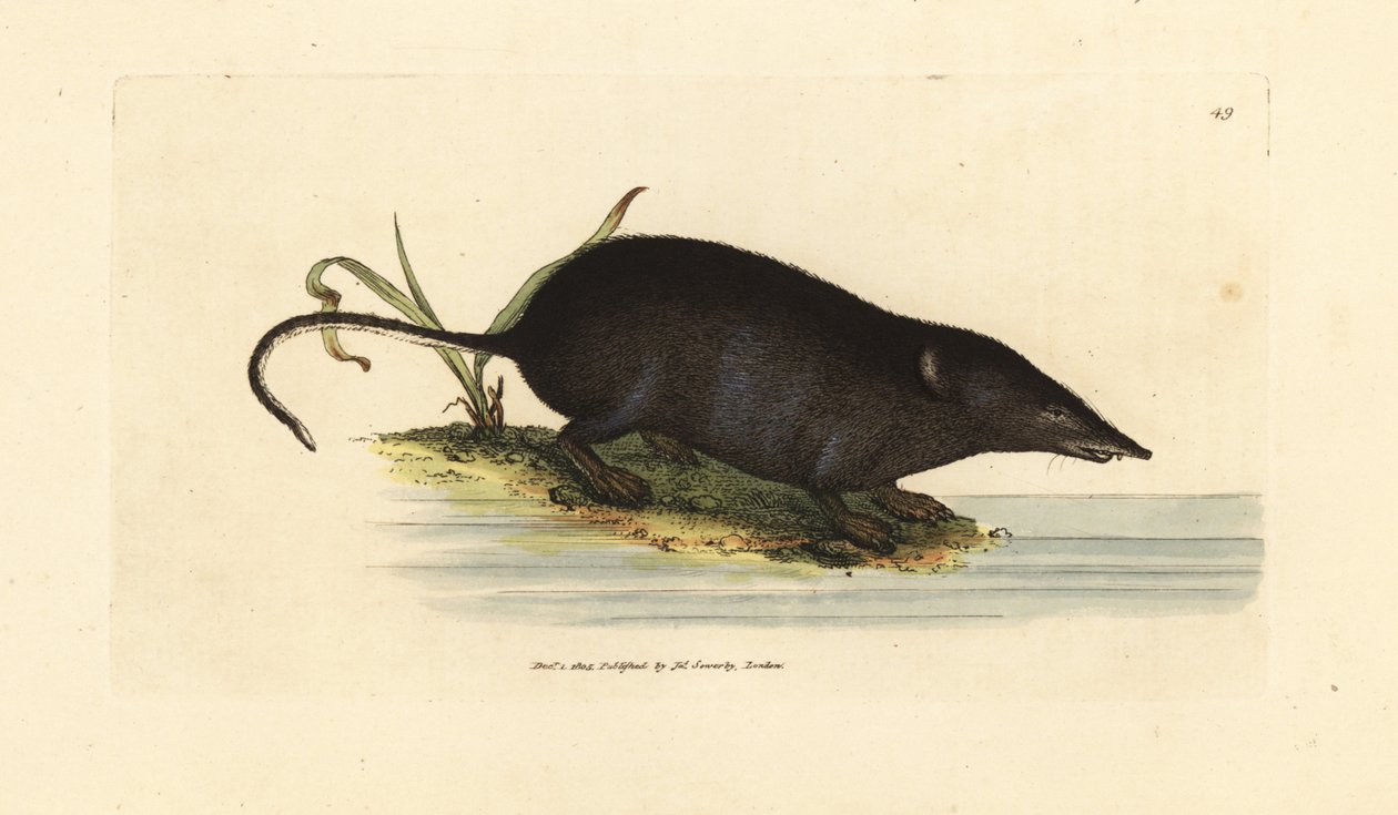 Eurázsiai vízi cickány, Neomys fodiens (Sorex ciliatus, rojtosfarkú vízi cickányegér). James Sowerby kézi színű rézmetszete a The British Miscellany-ból, vagy új, ritka vagy kevéssé ismert állattémák színes figurái. alkotó: James Sowerby