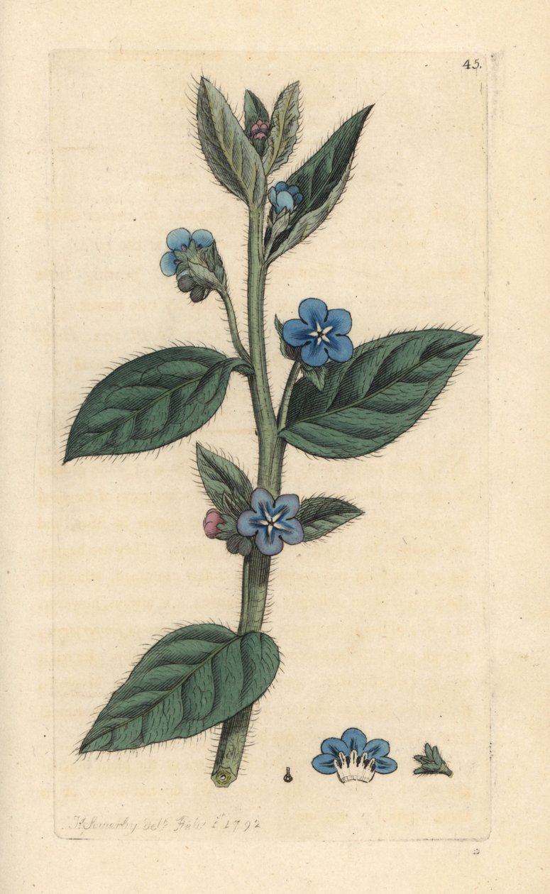 Örökzöld bugloss, Pentaglottis sempervirens (Örökzöld alkanet, Anchusa sempervirens) Kézi színű rézmetszet James Sowerby illusztrációja után, James Smith English Botany című művéből, London alkotó: James Sowerby
