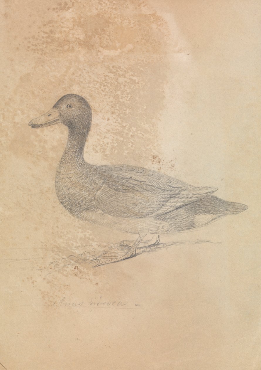 Ferruginous Duck alkotó: James Sowerby
