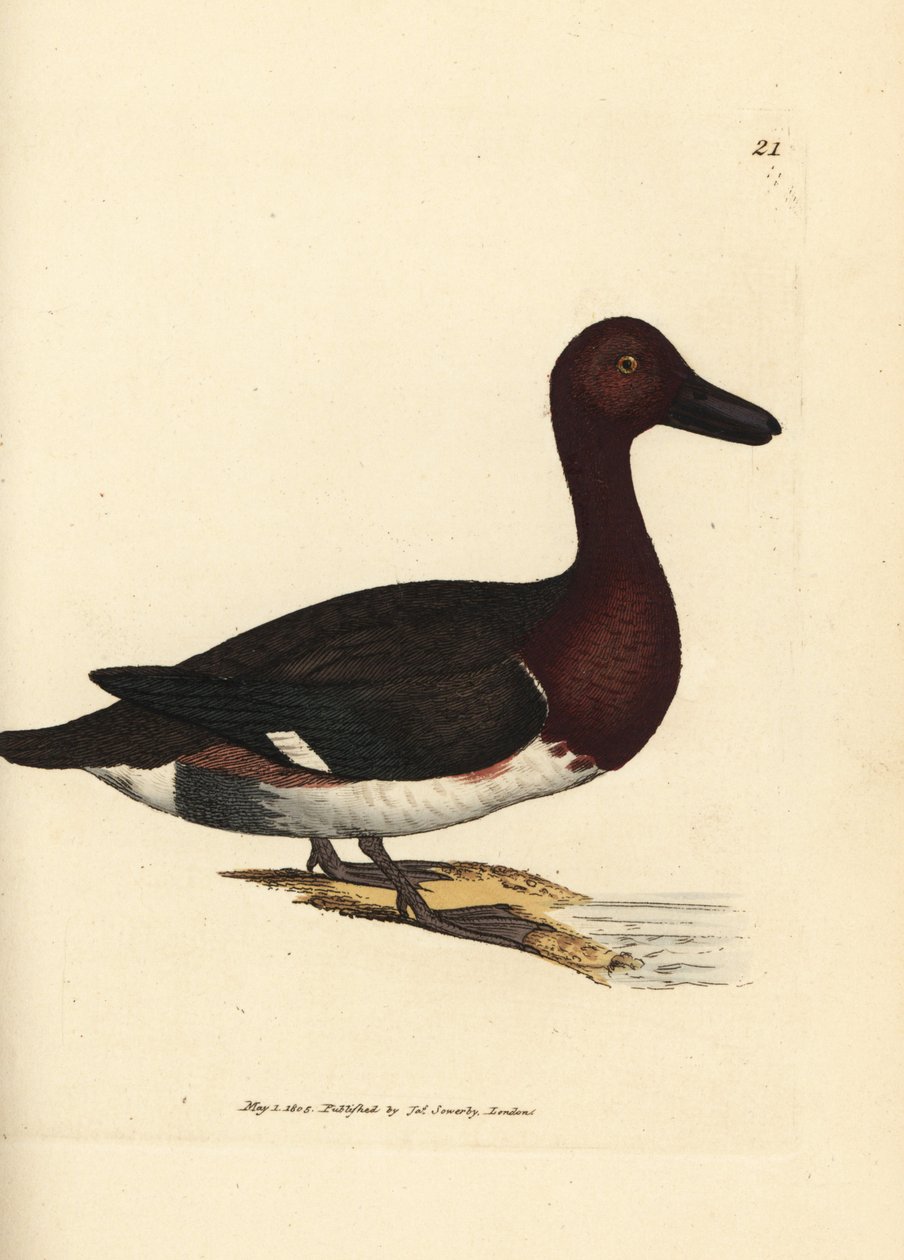 Ferruginus pochard, Aythya nyroca (Anas nyroca, olívabojtos réce). James Sowerby kézi színű rézmetszete a The British Miscellany-ból, vagy új, ritka vagy kevéssé ismert állattémák színes figurái. alkotó: James Sowerby