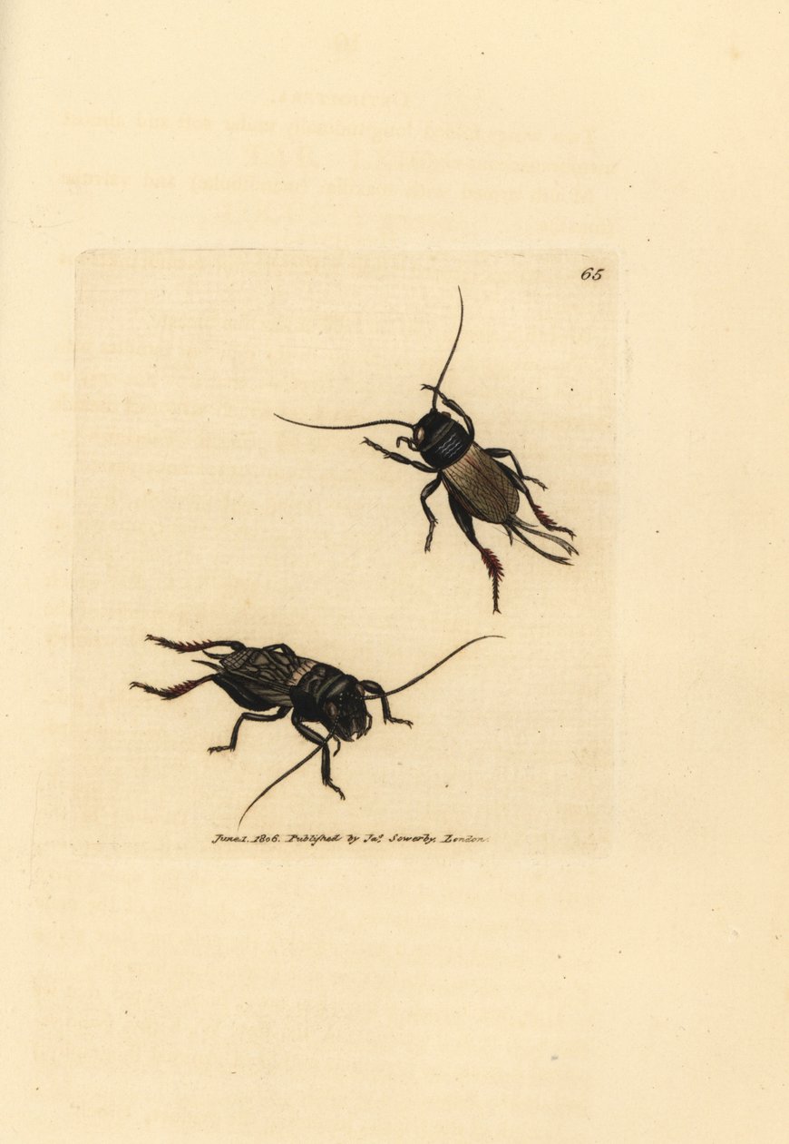 Mezei tücsök, Gryllus campestris (Accheta campestris). James Sowerby kézi színű rézmetszete a The British Miscellany-ból, vagy új, ritka vagy kevéssé ismert állattémák színes figurái. alkotó: James Sowerby