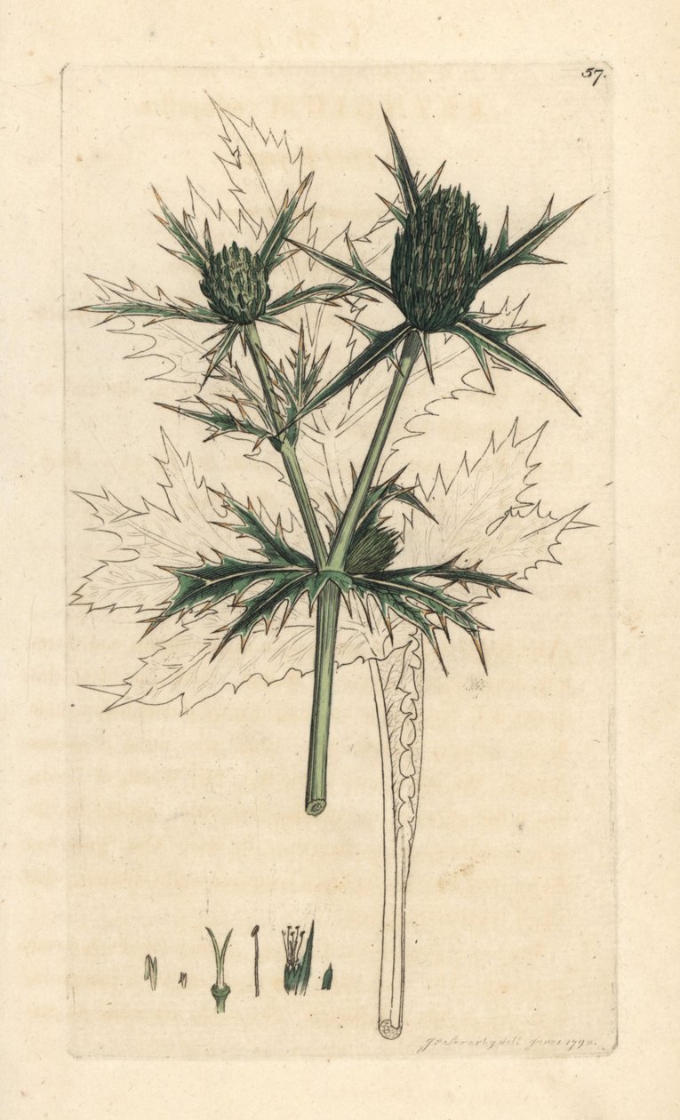 Field eryngo, Eryngium campestre (Panicaut champetre) Kézi színű rézmetszet James Sowerby illusztrációja után James Smith angol botanikájából, London alkotó: James Sowerby