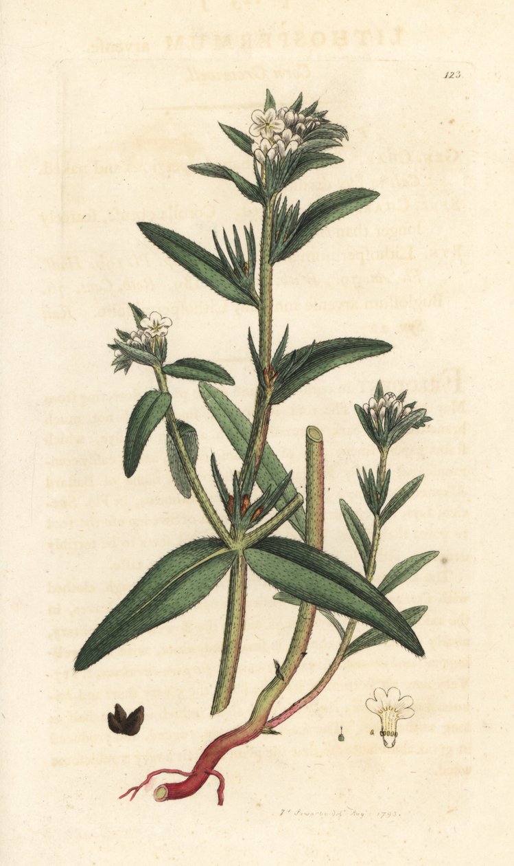Field gromwell, Buglossoides arvensis (Lithospermum arvense) (Gremil des champs) Kézi színű rézmetszet James Sowerby illusztrációja után James Smith angol botanikájából, London alkotó: James Sowerby