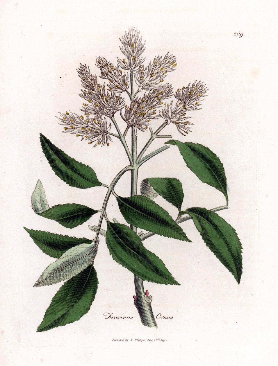 Virágzó kőrisfa, Fraxinus ornus. Kézzel színezett rézmetszet James Sowerby botanikai illusztrációjából (William Woodville) és Sir William Jackson Hooker "" Medical Botany" című művéből, John Bohn, London alkotó: James Sowerby