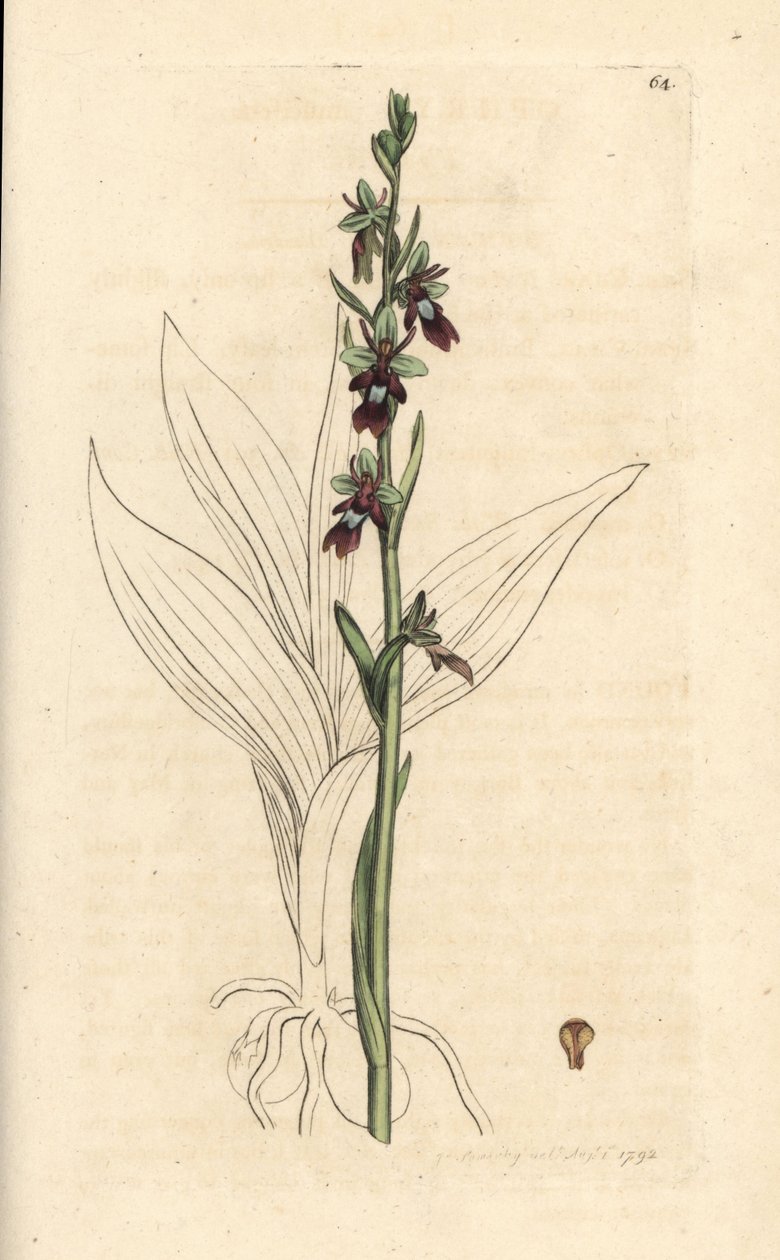 Fly orchidea, Ophrys insectifera (Fly orchis, Ophrys muscifera). Kézzel színezett rézmetszet James Sowerby illusztrációja nyomán James Smith angol botanikájából, London alkotó: James Sowerby