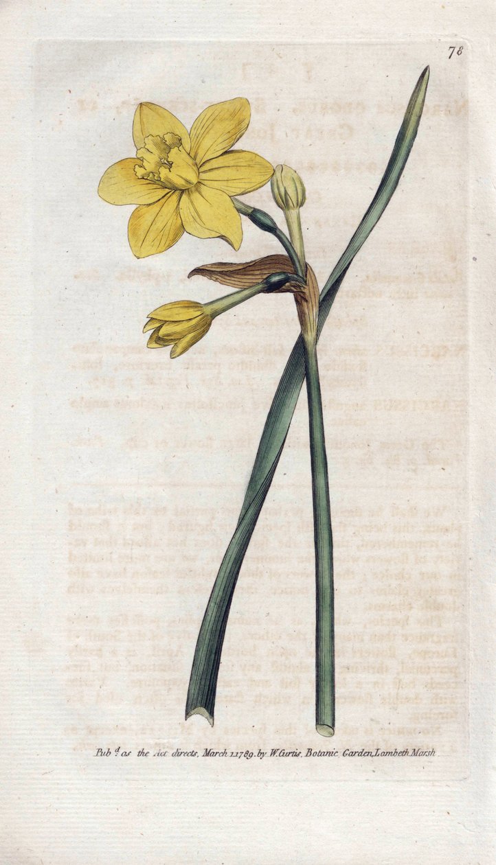 Illatos nárcisz vagy illatos nárcisz – James Sowerby (1757-1822) litográfiája, William Curtis (1746-1799) a Botanical Magazine-ból alkotó: James Sowerby