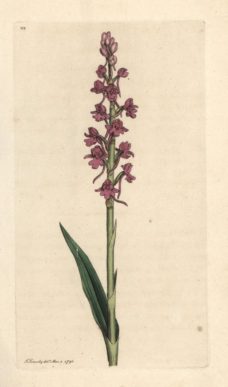Illatos orchidea, Gymnadenia conopsea (Aromatic orchis, Orchis conopsea). Kézzel színezett rézmetszet James Sowerby illusztrációja nyomán James Smith angol botanikájából, London alkotó: James Sowerby