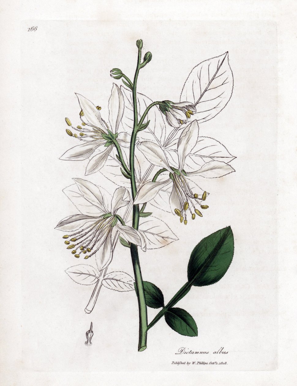 Fraxinelle - Fehér fraxinella vagy basard dittany, Dictamnus albus. Kézzel színezett rézmetszet James Sowerby botanikai illusztrációjából (William Woodville) és Sir William Jackson Hooker "" Medical Botany" című művéből, John Bohn, London alkotó: James Sowerby