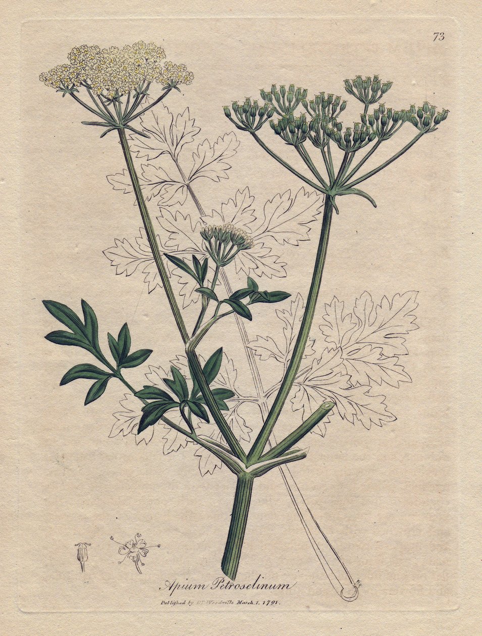 Sült petrezselyem (Apium petroselinum). Kézzel színezett rézmetszet James Sowerby illusztrációjából. Részlet William Woodville és Sir William Jackson Hooker „” Botanique medicale”” 1832-es könyvéből. A fáradhatatlan Sowerby (1757-1822) még többet rajzolt alkotó: James Sowerby