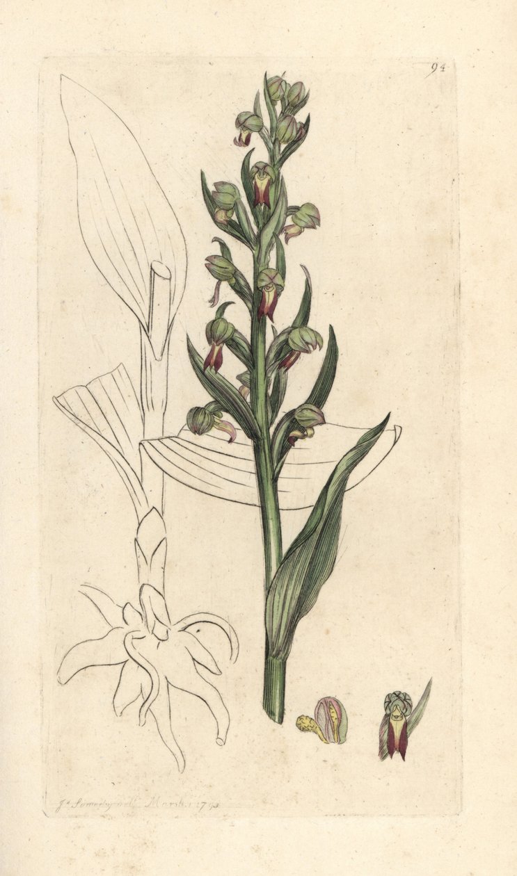 Béka orchidea, Dactylorhiza viridis (Béka satyrion vagy orchis, Satyrium viride). Kézzel színezett rézmetszet James Sowerby illusztrációja nyomán James Smith angol botanikájából, London alkotó: James Sowerby