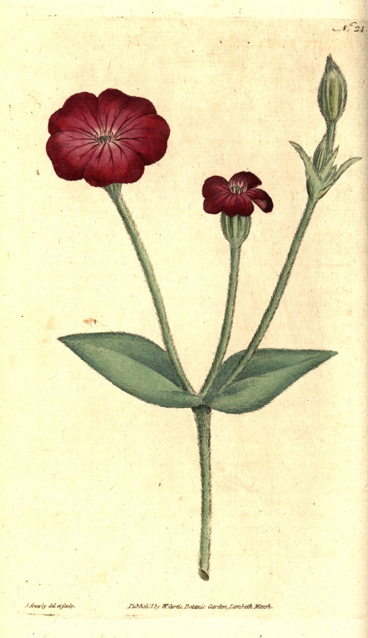 Kerti mák - Pink Campion, Silene coronaria (szikla kagyló, Agrostemma coronaria). James Sowerby kézzel színezett rézmetszet és botanikai illusztrációja a William Curtis The Botanical Magazine-jából, Lambeth Marsh, London alkotó: James Sowerby