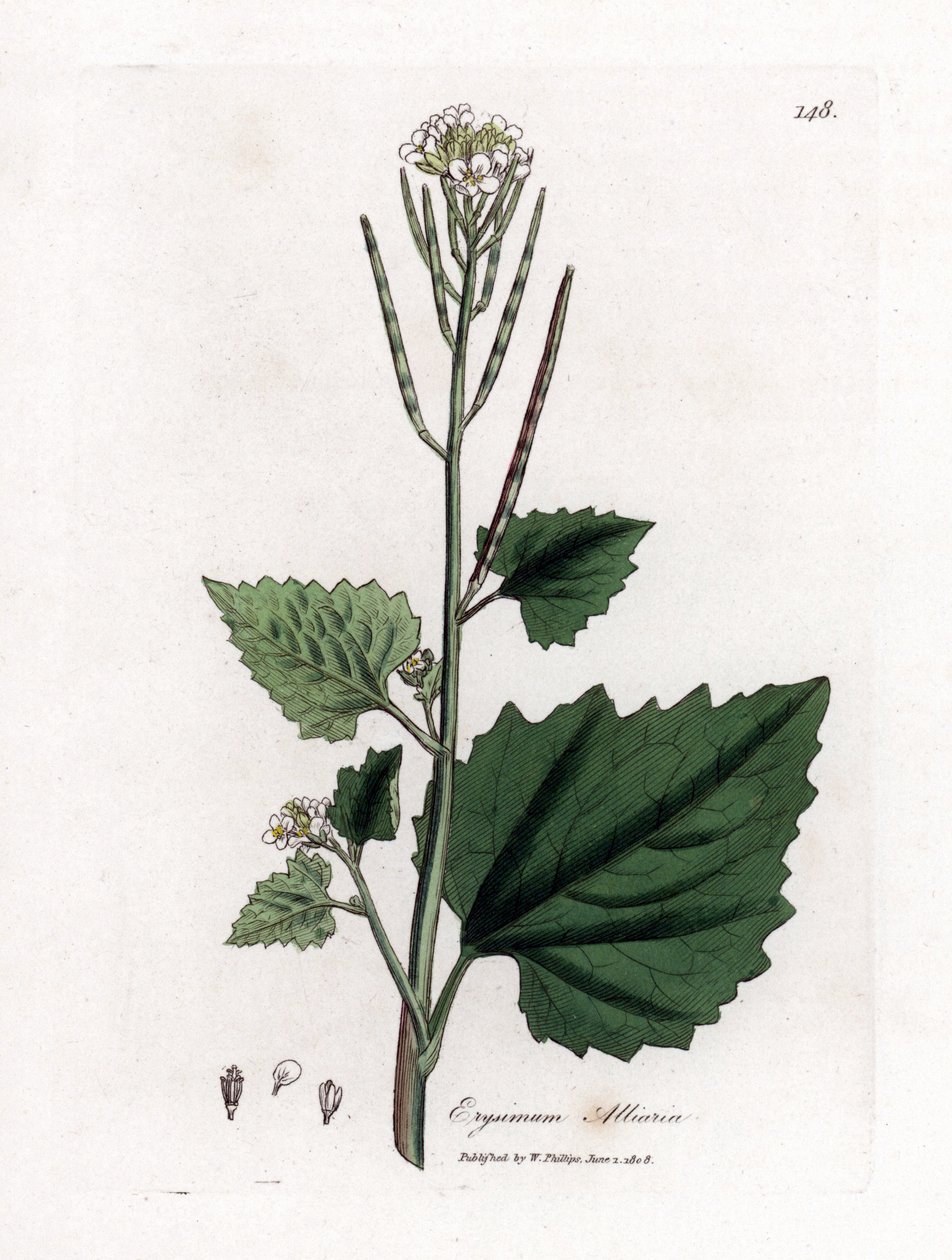 Fokhagymás mustár, Alliaria petiolata. Kézzel színezett rézmetszet James Sowerby botanikai illusztrációjából (William Woodville) és Sir William Jackson Hooker "" Medical Botany" című művéből, John Bohn, London alkotó: James Sowerby