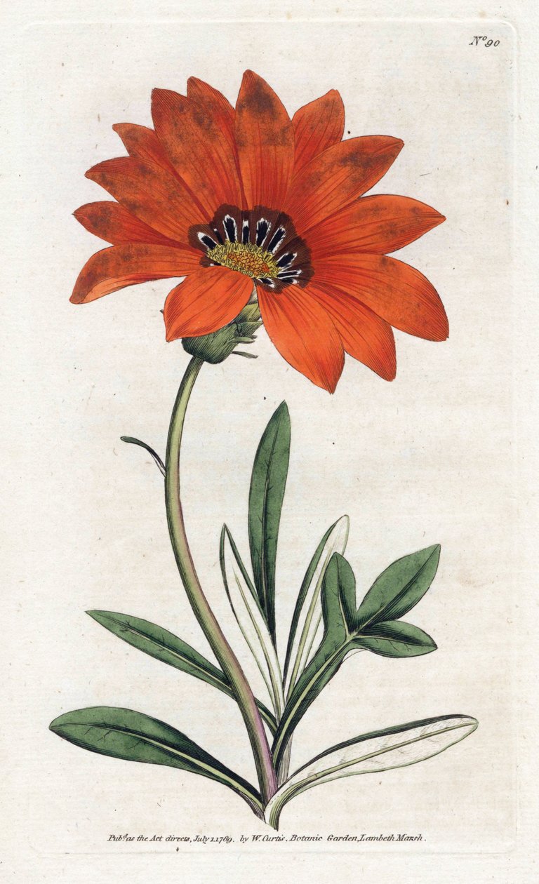 Gazania (gazania) meredek – James Sowerby (1757-1822) litográfiája William Curtis Botanical Magazine-jából (1746-1799) alkotó: James Sowerby