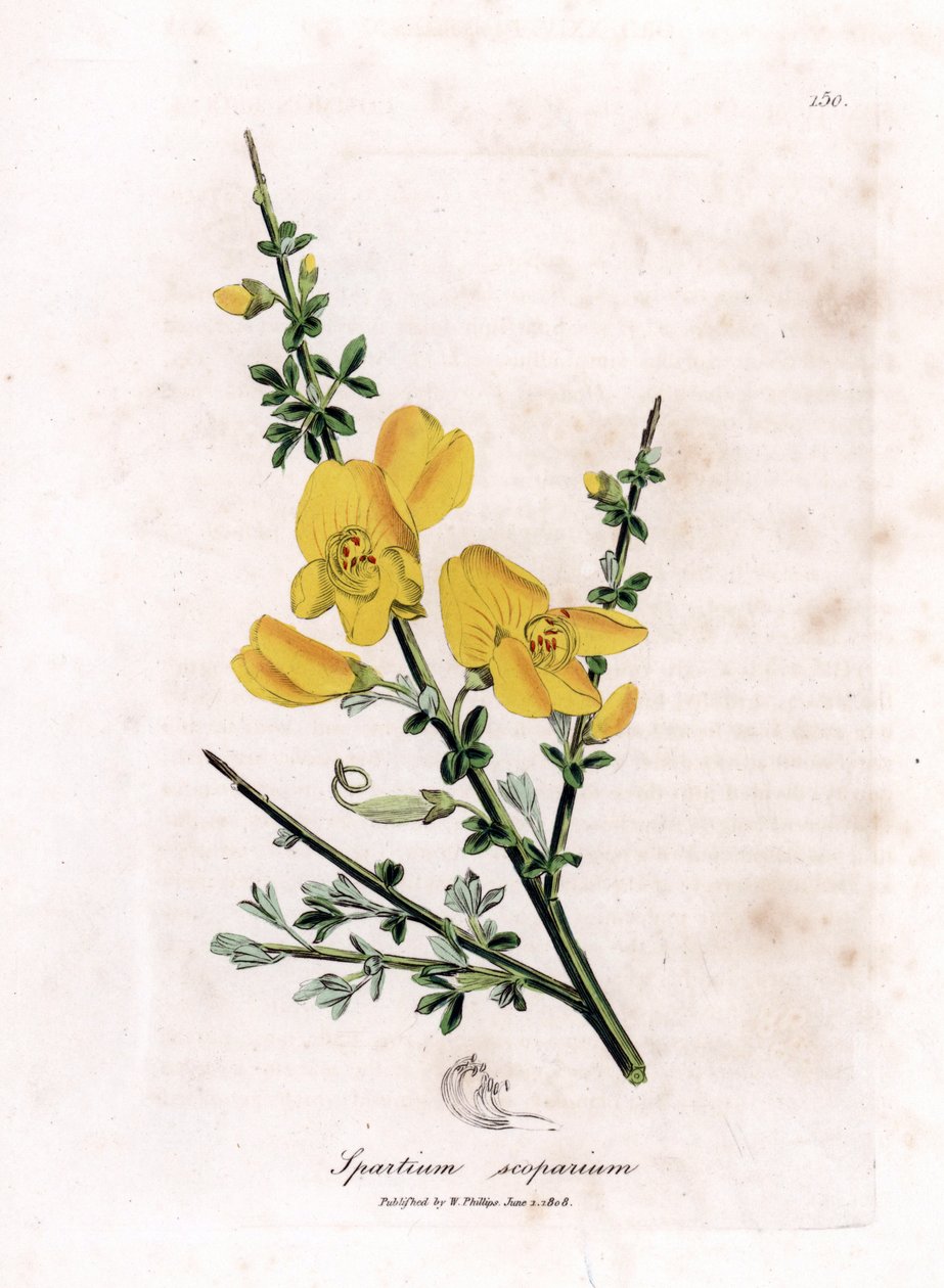Seprű létrehozása - Közönséges seprű, Cytisus scoparius. Kézzel színezett rézmetszet James Sowerby botanikai illusztrációjából (William Woodville) és Sir William Jackson Hooker "" Medical Botany" című művéből, John Bohn, London alkotó: James Sowerby