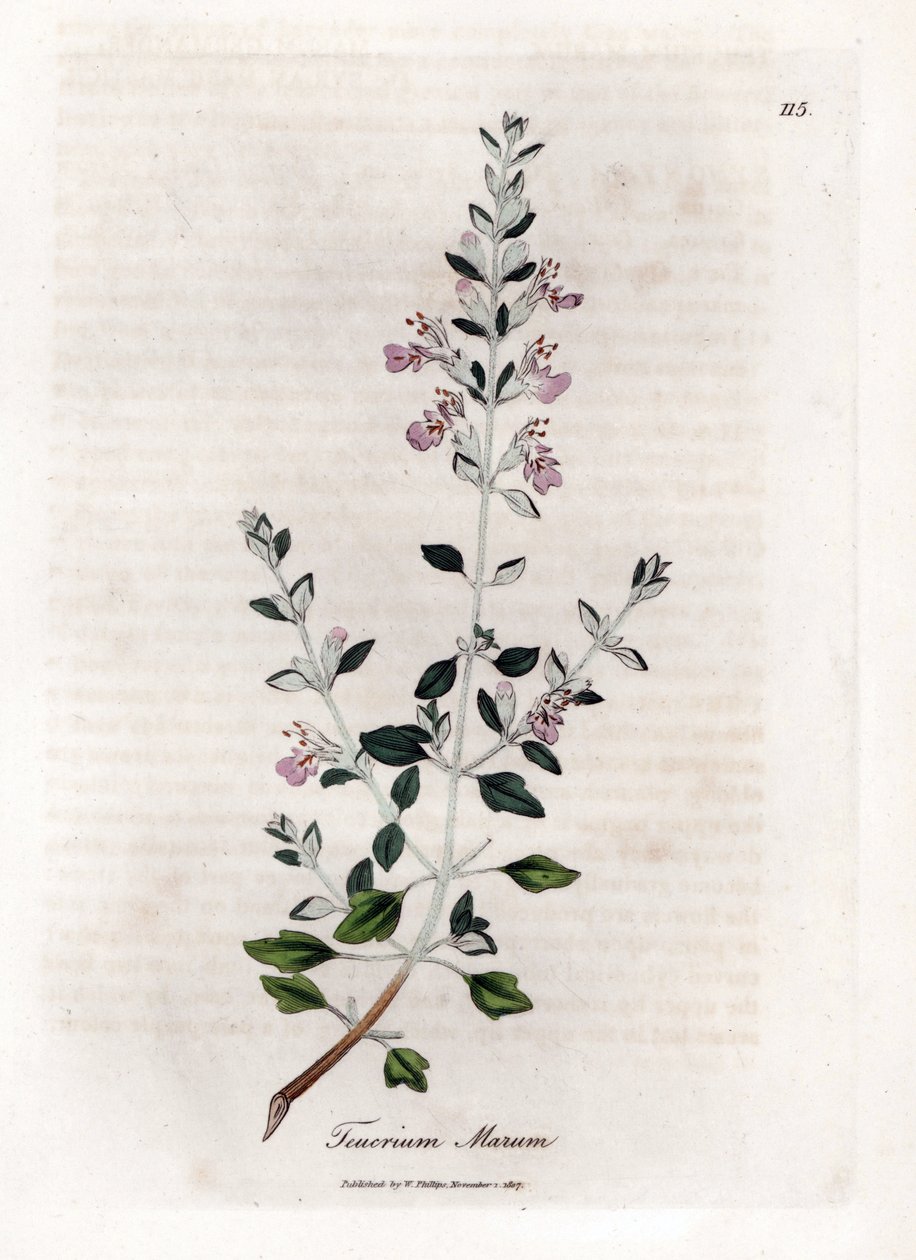 Germandree marum vagy macska germandree - Macskakakukkfű, Teucrium marum. Kézzel színezett rézmetszet James Sowerby botanikai illusztrációjából (William Woodville) és Sir William Jackson Hooker "" Medical Botany" című művéből, John Bohn, London alkotó: James Sowerby