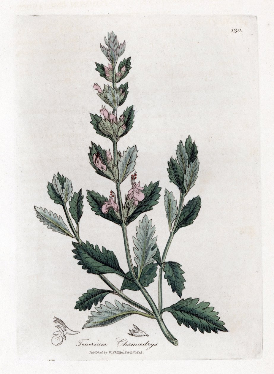 Germandree petit tölgy - közönséges germander, Teucrium chamaedrys. Kézzel színezett rézmetszet James Sowerby botanikai illusztrációjából (William Woodville) és Sir William Jackson Hooker "" Medical Botany" című művéből, John Bohn, London alkotó: James Sowerby