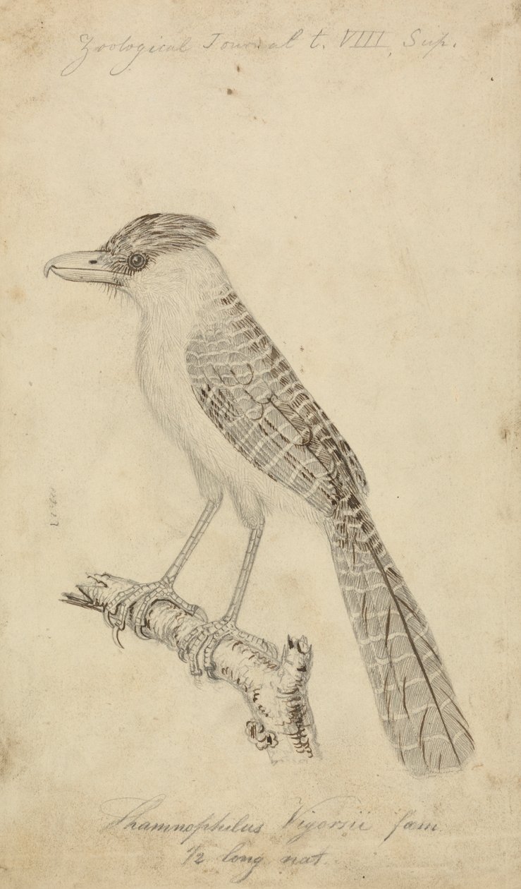 Óriás Antshrike alkotó: James Sowerby