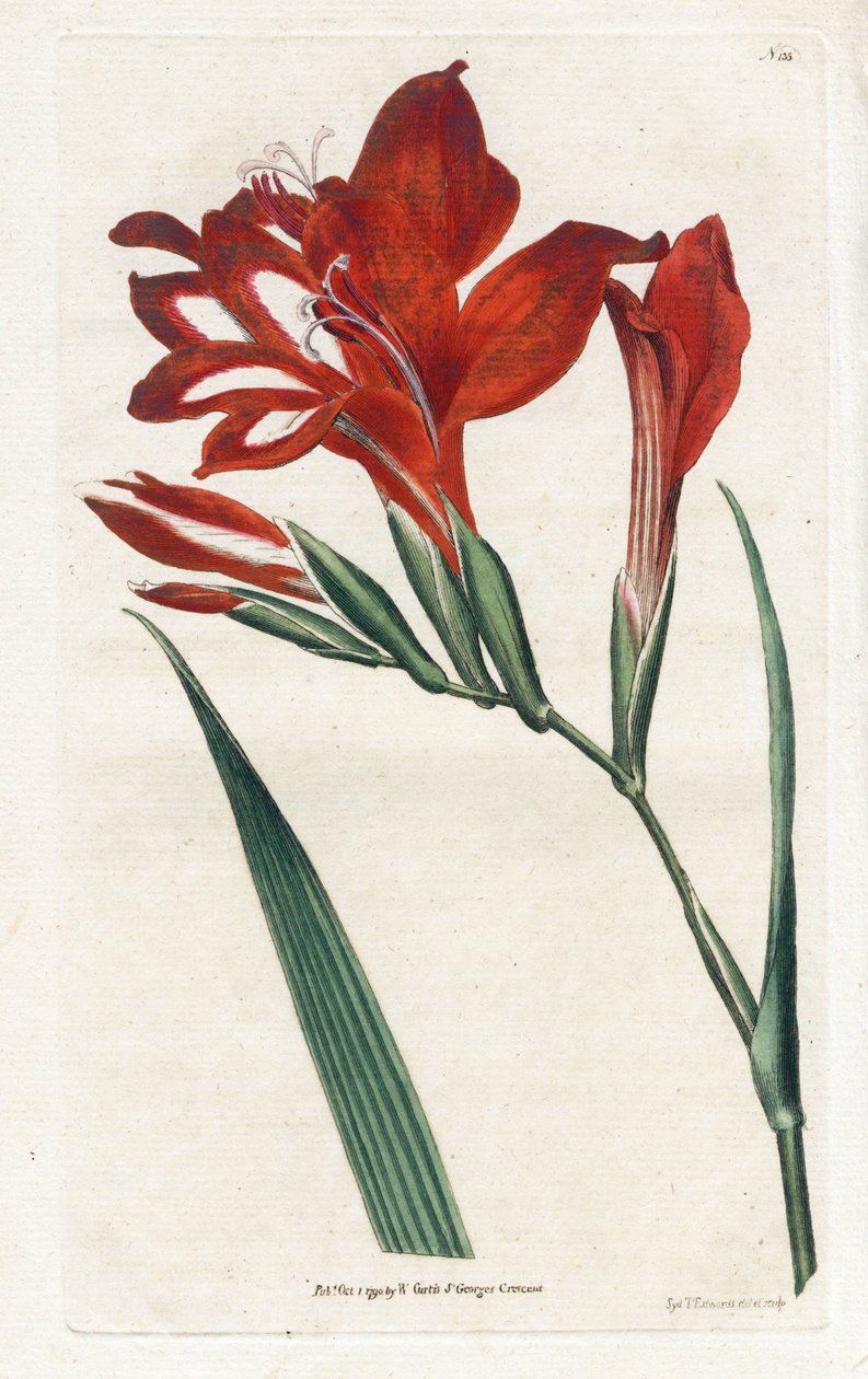 Glaieul bíboros – James Sowerby (1757-1822) litográfiája, William Curtis (1746-1799) a Botanical Magazine-ból alkotó: James Sowerby