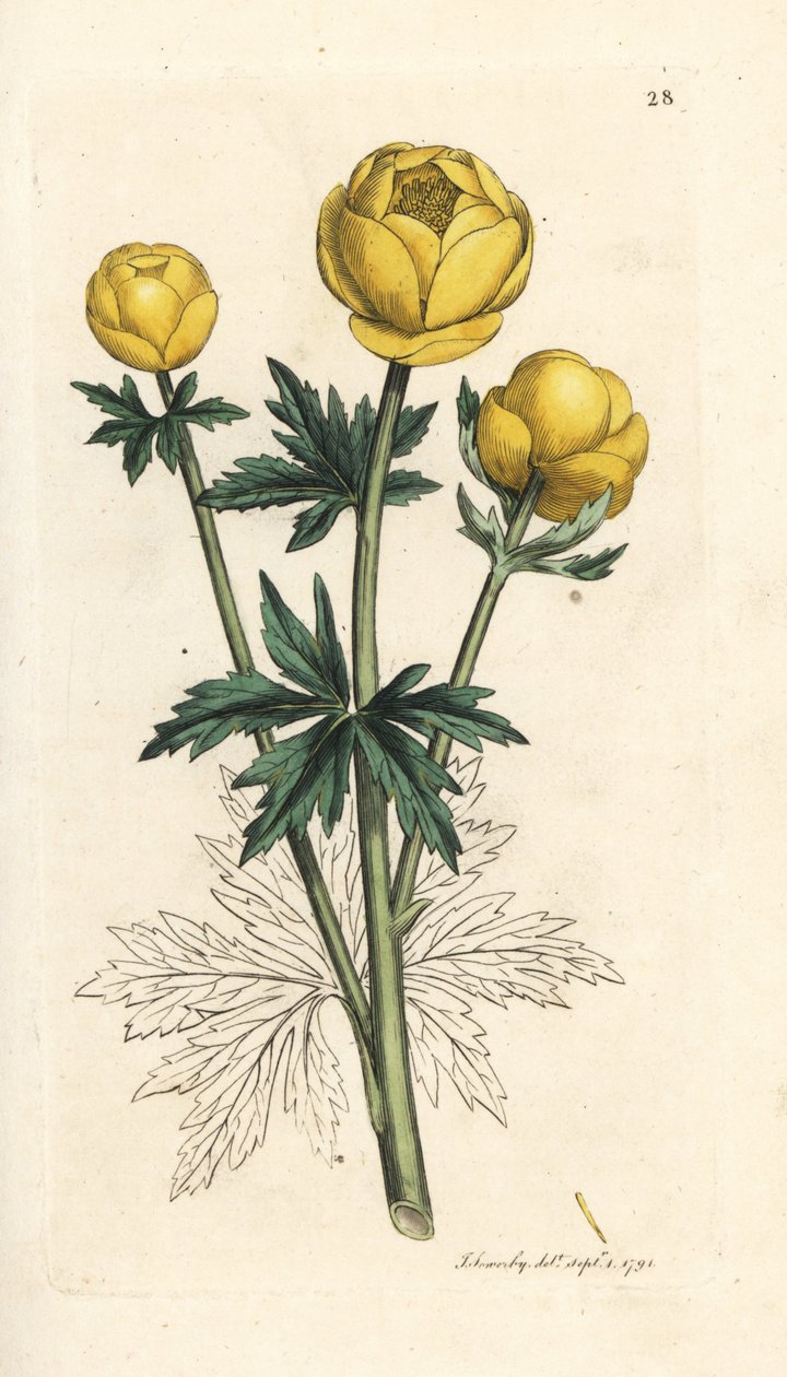 Földgömbvirág, Trollius europaeus. Kézzel színezett rézmetszet James Sowerby illusztrációja nyomán James Smith angol botanikájából, London alkotó: James Sowerby