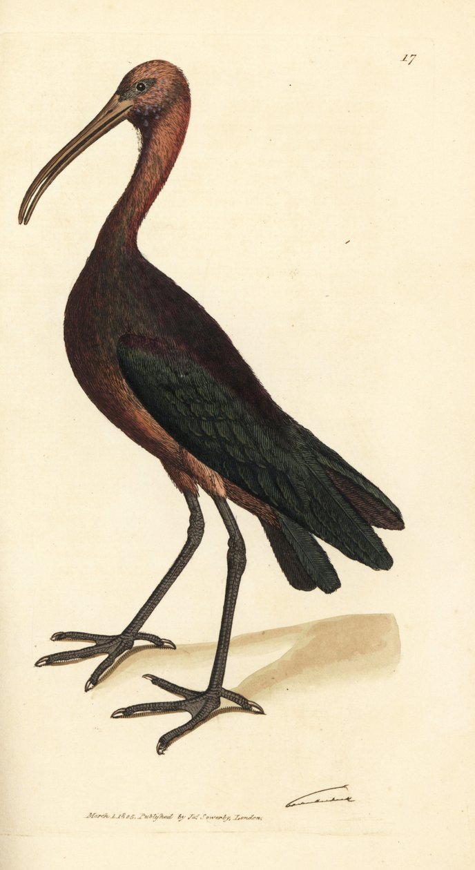 Fényes íbisz, Plegadis falcinellus (Bay ibis, Tantalus falcinellus). James Sowerby kézi színű rézmetszete a The British Miscellany-ból, vagy új, ritka vagy kevéssé ismert állattémák színes figurái. alkotó: James Sowerby