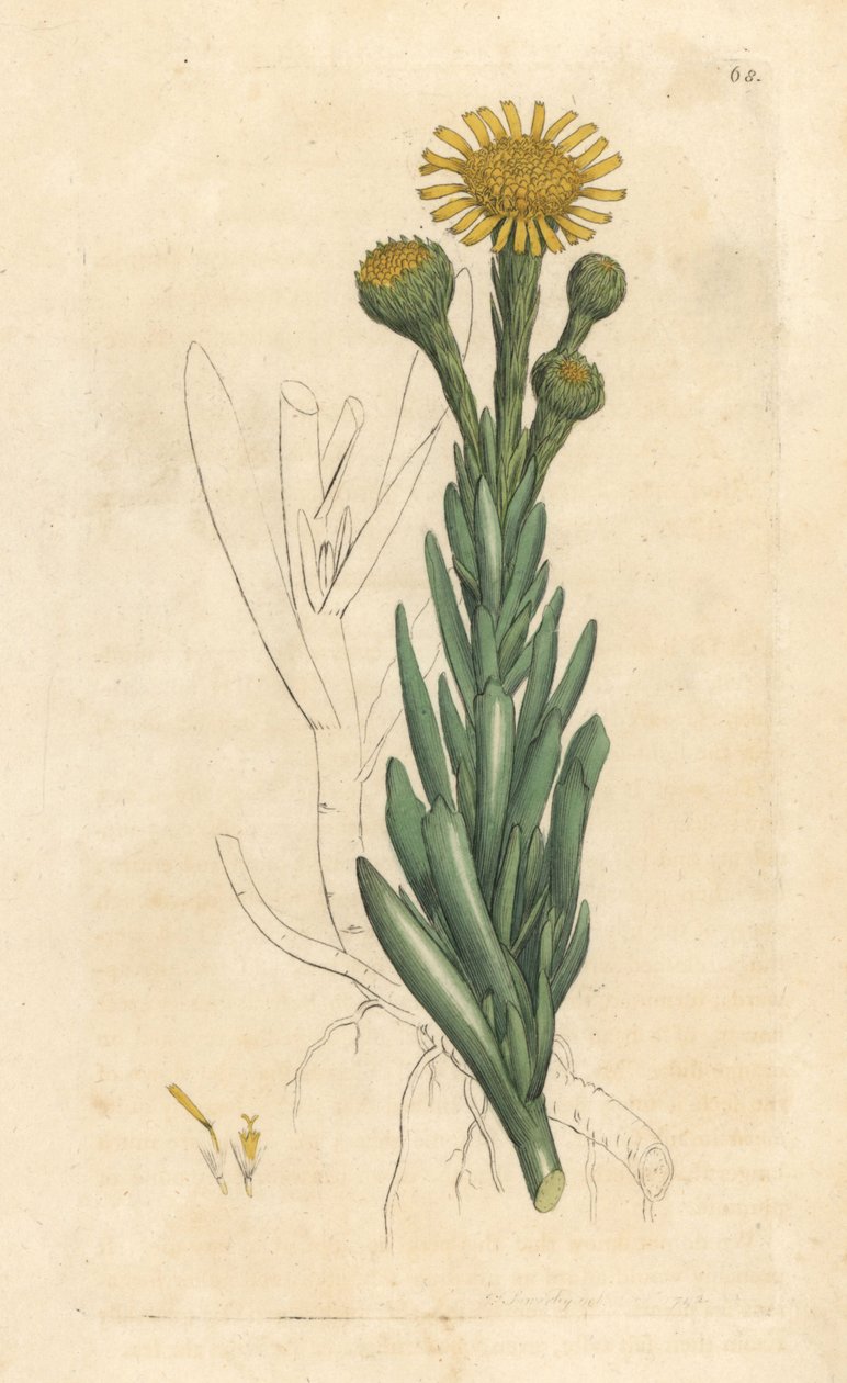 Arany samphire, Limbarda crithmoides (Samphire-leaved fleabane, Inula crithmoides) Kézi színű rézmetszet James Sowerby illusztrációja után, James Smith English Botany című művéből, London alkotó: James Sowerby