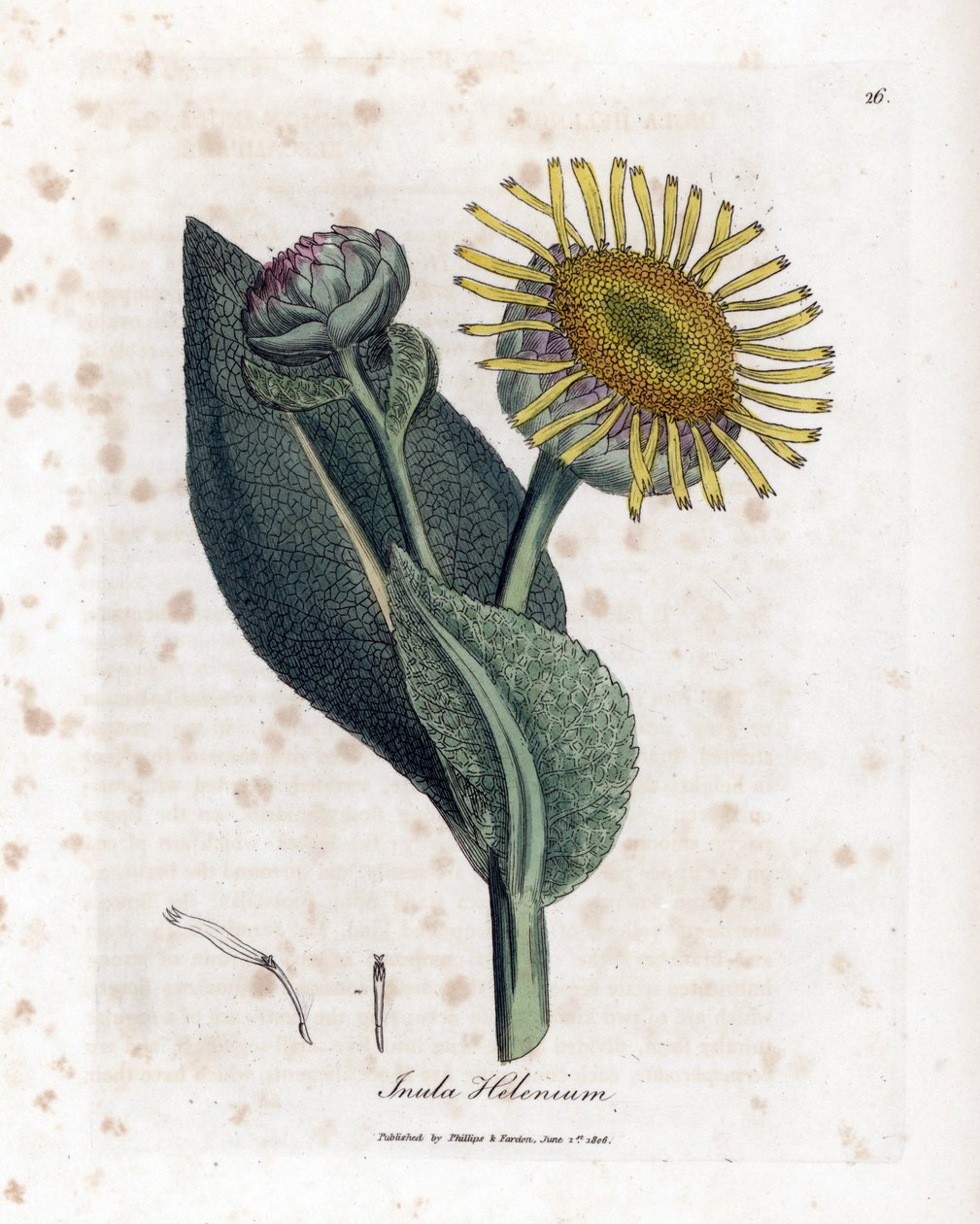 Grande Aunee - Elecampane, Inula helenium. Kézzel színezett rézmetszet James Sowerby botanikai illusztrációjáról William Woodville-ből és Sir William Jackson Hooker "" Medical Botany" című művéből, John Bohn, London alkotó: James Sowerby